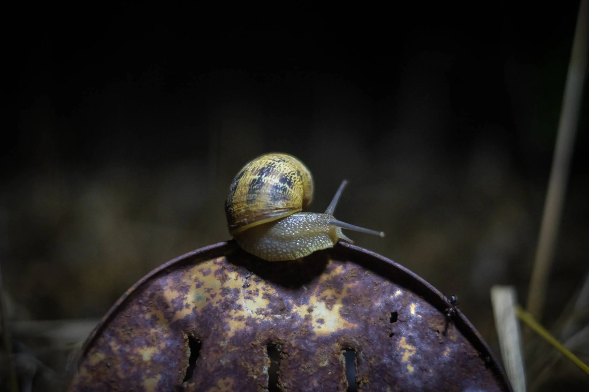 Snail1_988692.jpeg