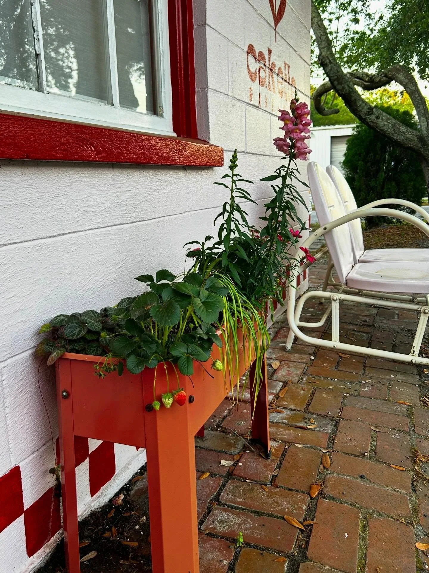 It&rsquo;s the little things right now like this tiny berry cluster hanging off the side of one of our planters this morning 🥹 that remind me everything will be okay. Spring has a way of doing that, quietly bringing change, new growth, fresh lessons