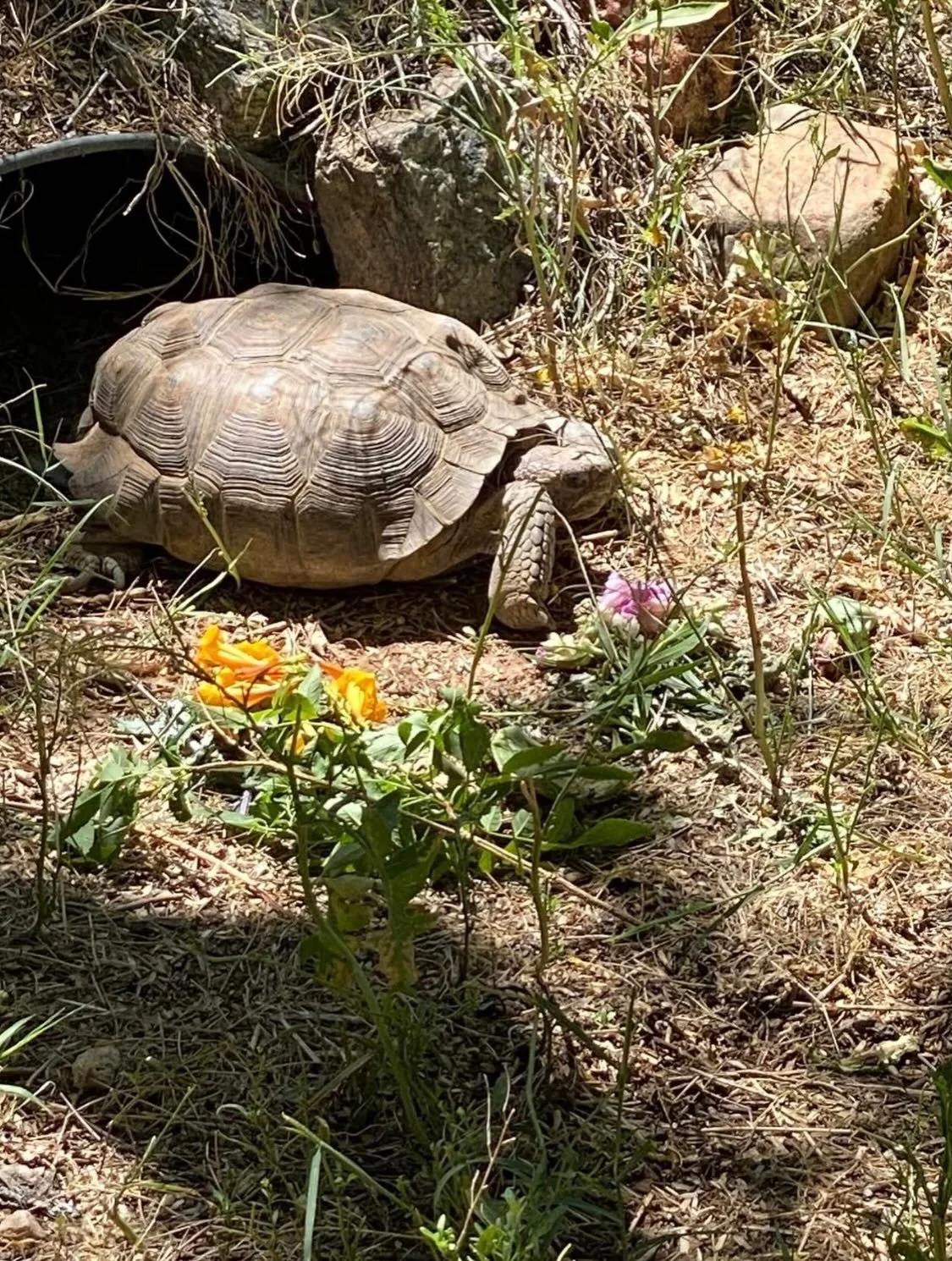 C4C - Desert Tortoise Gardens &amp; Rainwater Harvesting