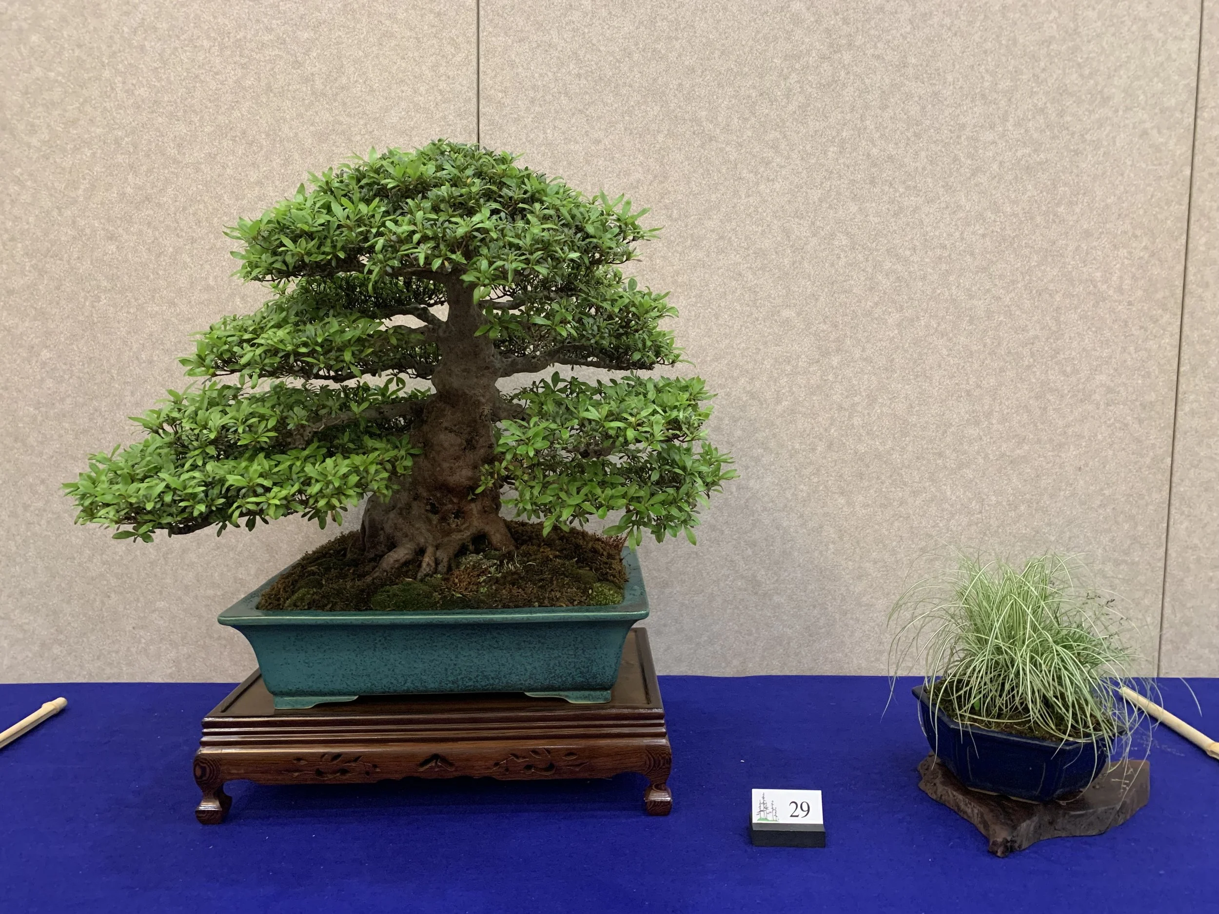Satsuki Azalea Bonsai on display - Mid Atlantic Bonsai Society 2026 Exhibit