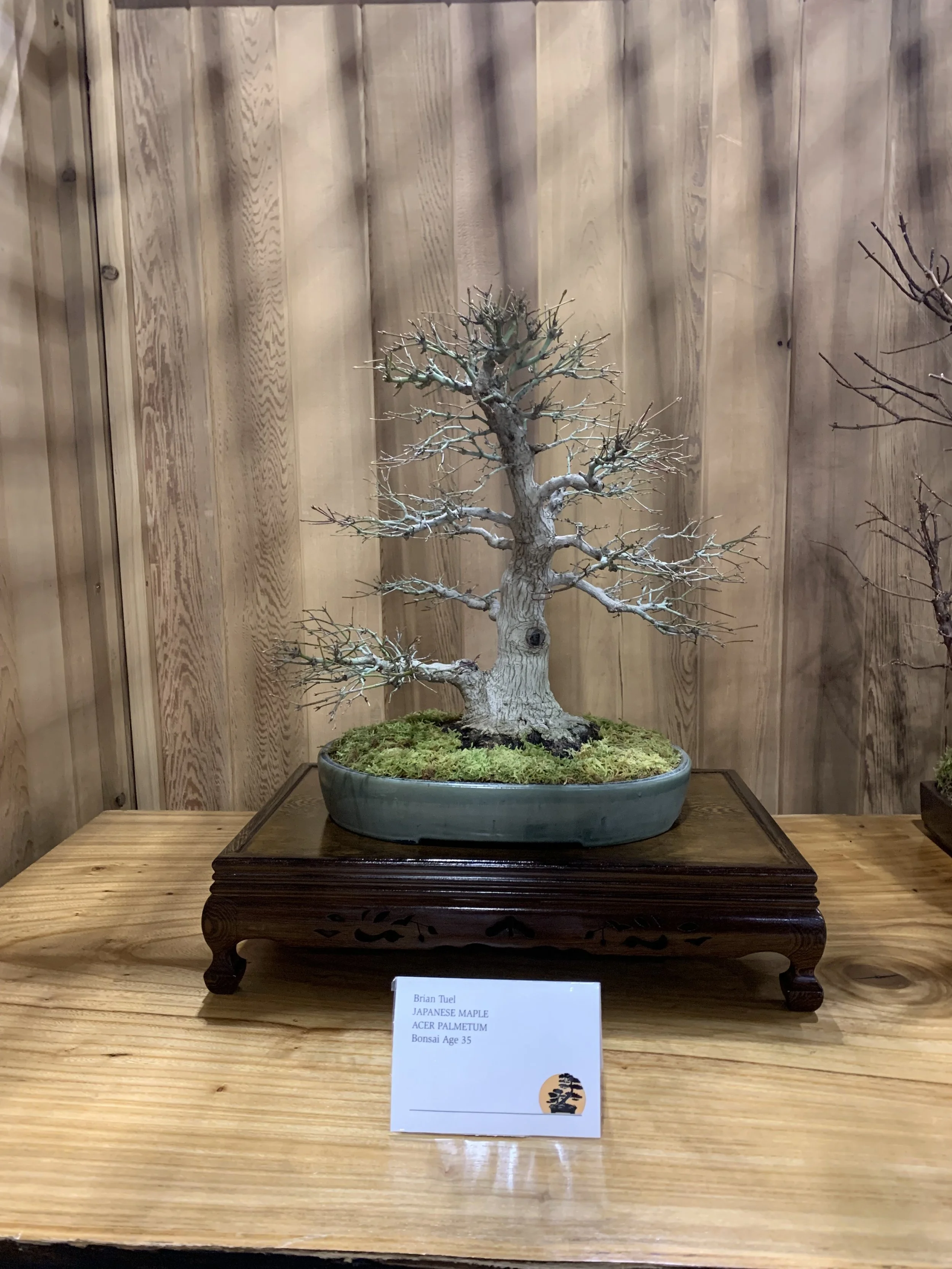 Acer Palmatum Japanese Red Maple Bonsai on display - 2026 Philadelphia Flower Show Exhibit