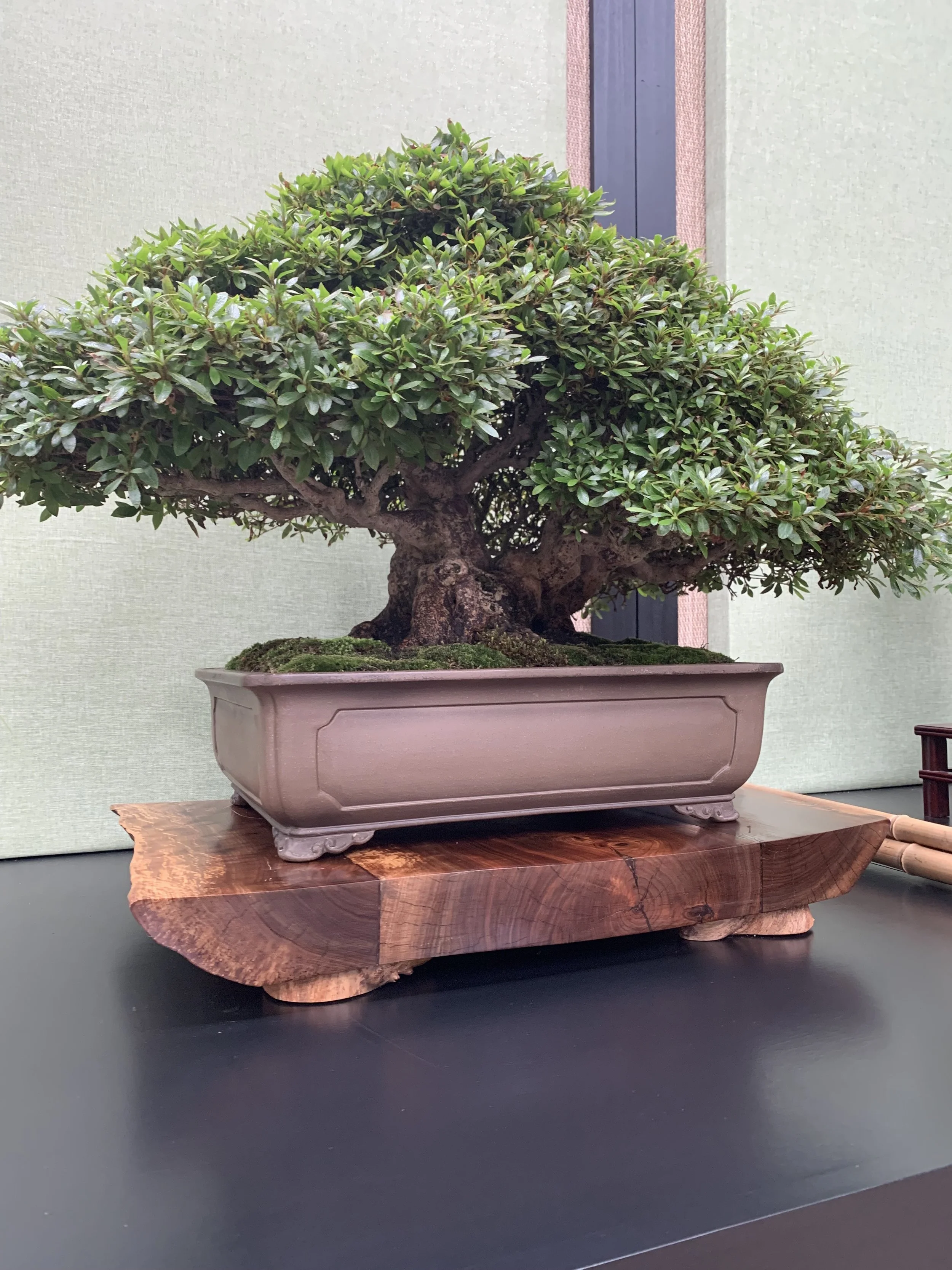 2026 Longwood Gardens Bonsai Festival - My Satsuki Azalea Bonsai on display 