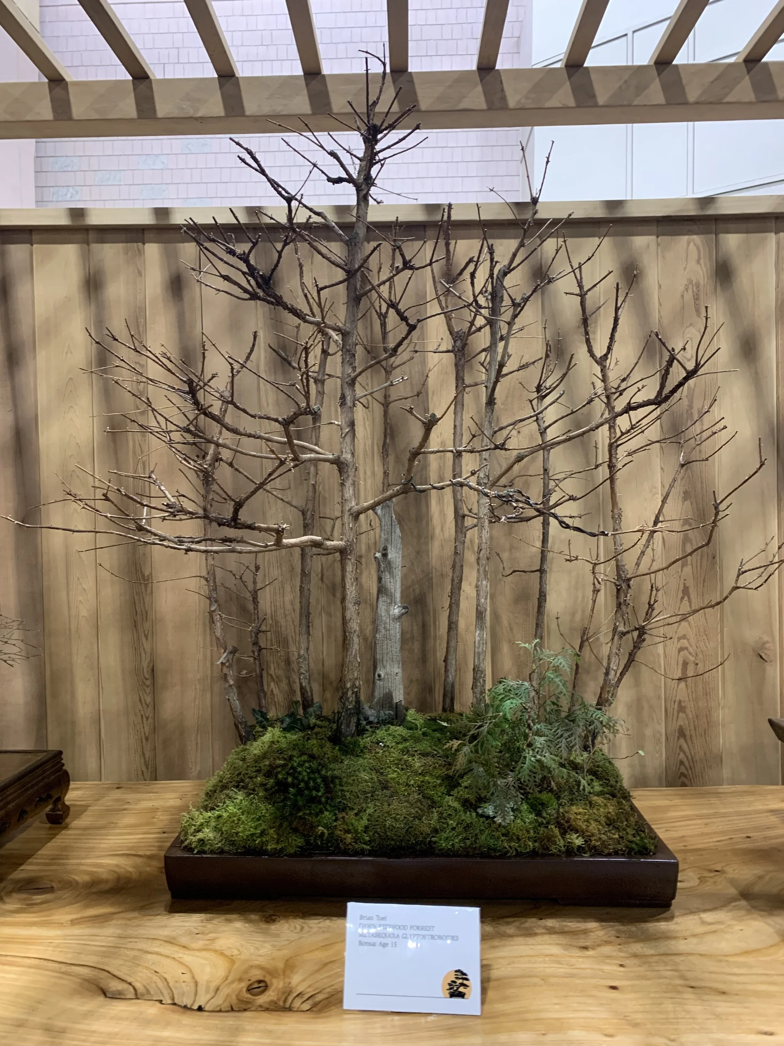 Dawn Redwood Forest Group Bonsai on display - 2026 Philadelphia Flower Show Exhibit