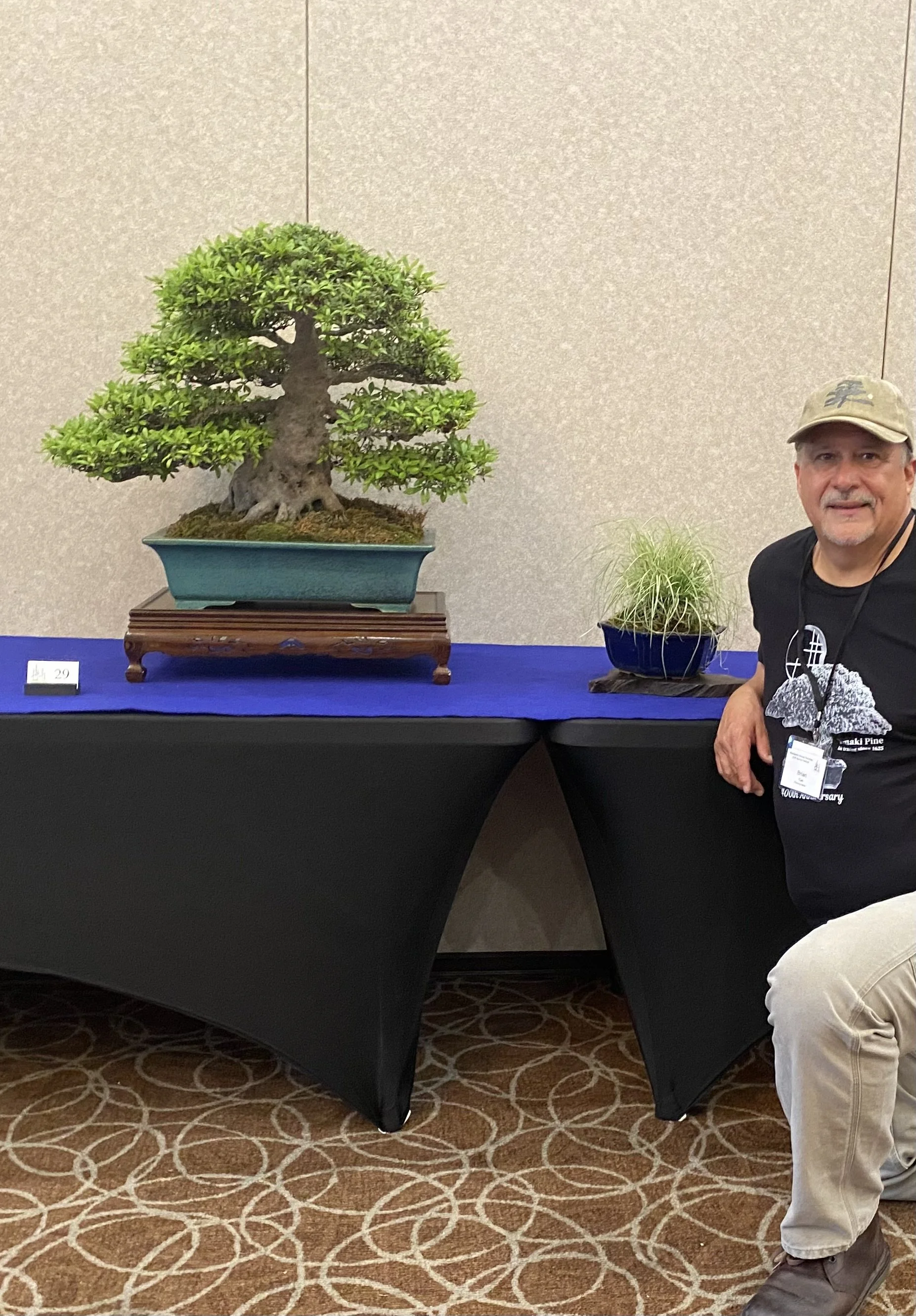 Satsuki Azalea Bonsai on display - Mid Atlantic Bonsai Society 2026 Exhibit