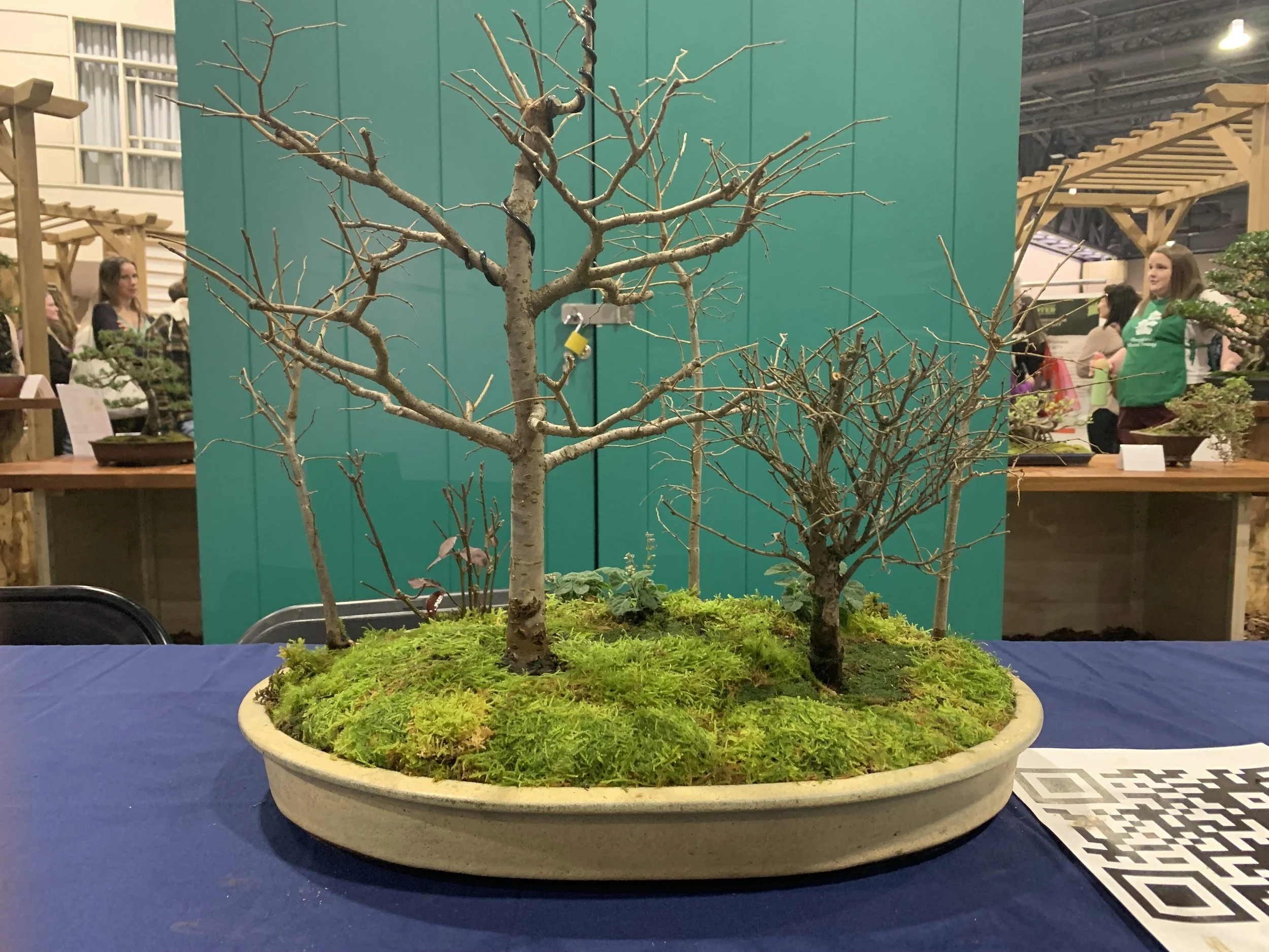 Demo at 2026 Philadelphia Flower show - Zelkova Elm Forest Group Bonsai