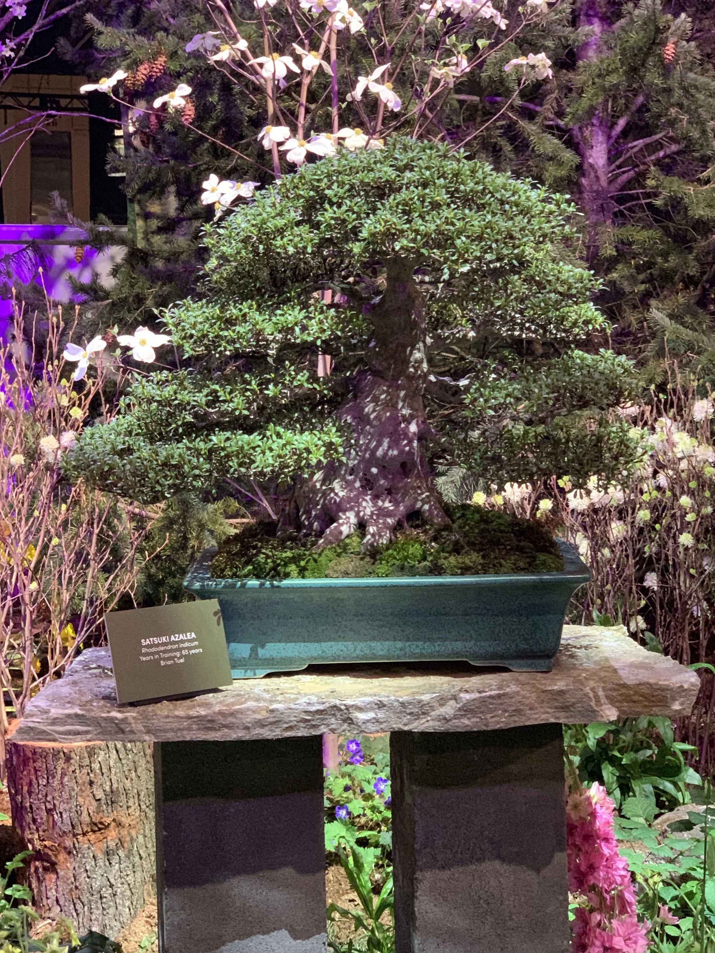 Satsuki Azalea Bonsai on display - 2026 Philadelphia Flower Show Exhibit