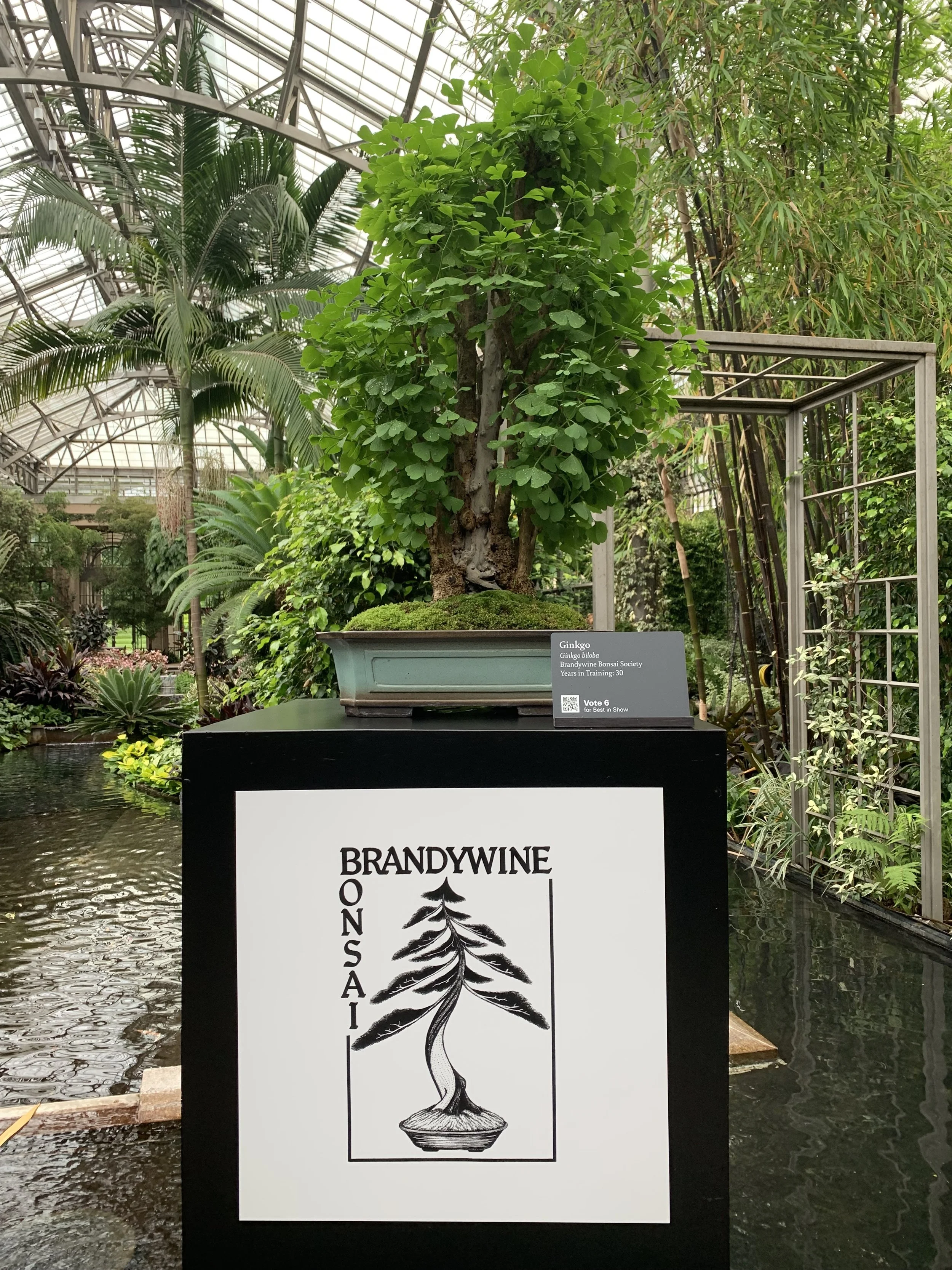 2026 Longwood Gardens Bonsai Festival - My Gingko Bonsai on display 