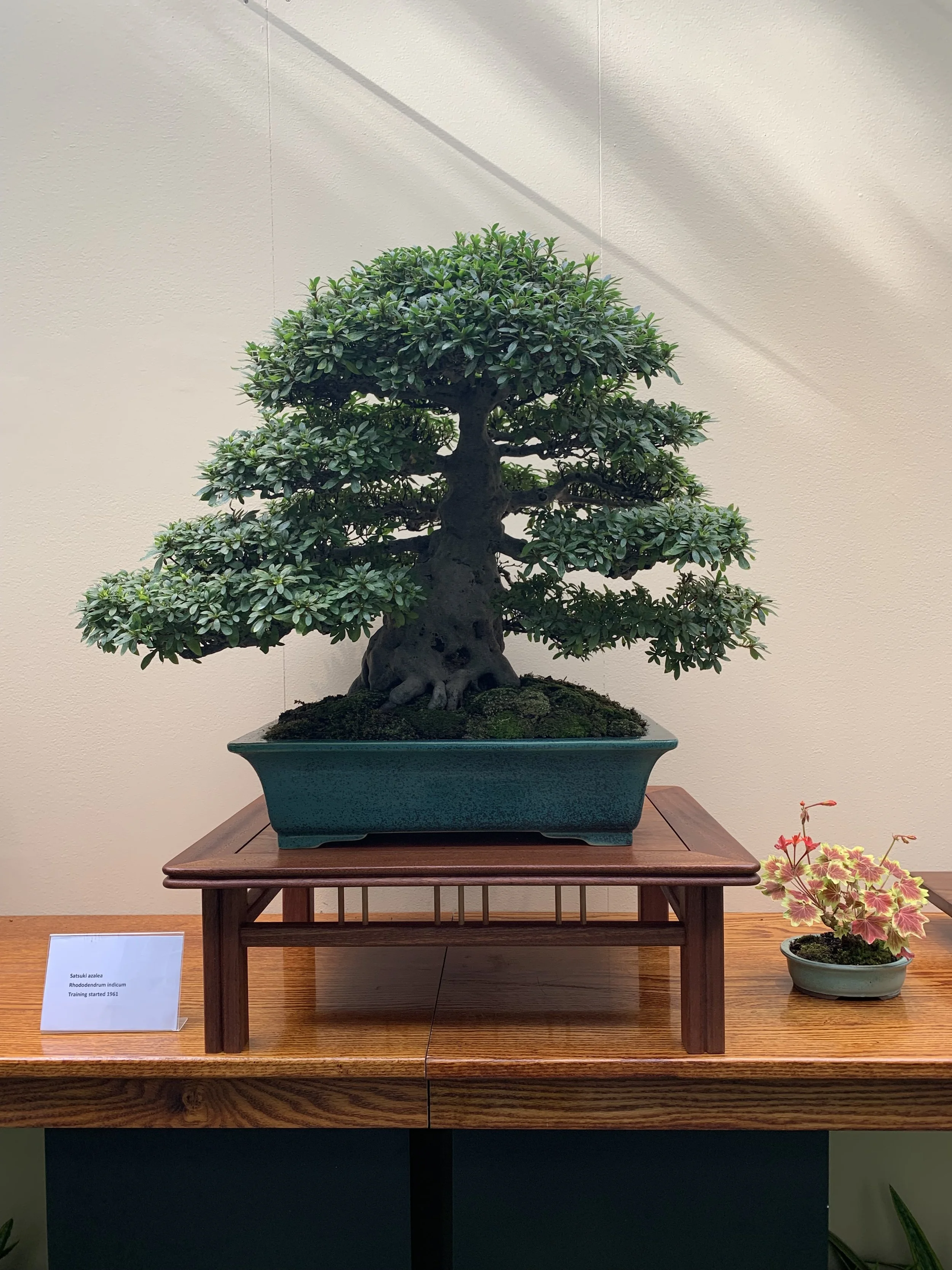 My Satsuki Azalea Bonsai Brandywine Bonsai Exhibit at Longwood Gardens October 2026.