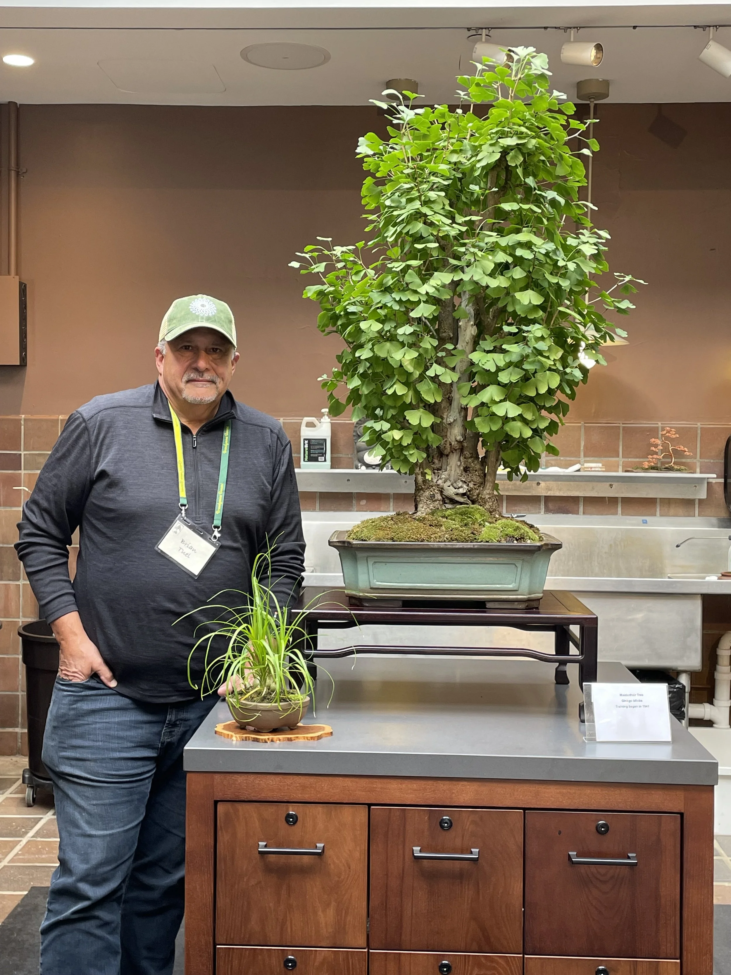 My Ginkgo Bonsai Brandywine Bonsai Exhibit at Longwood Gardens October 2026.