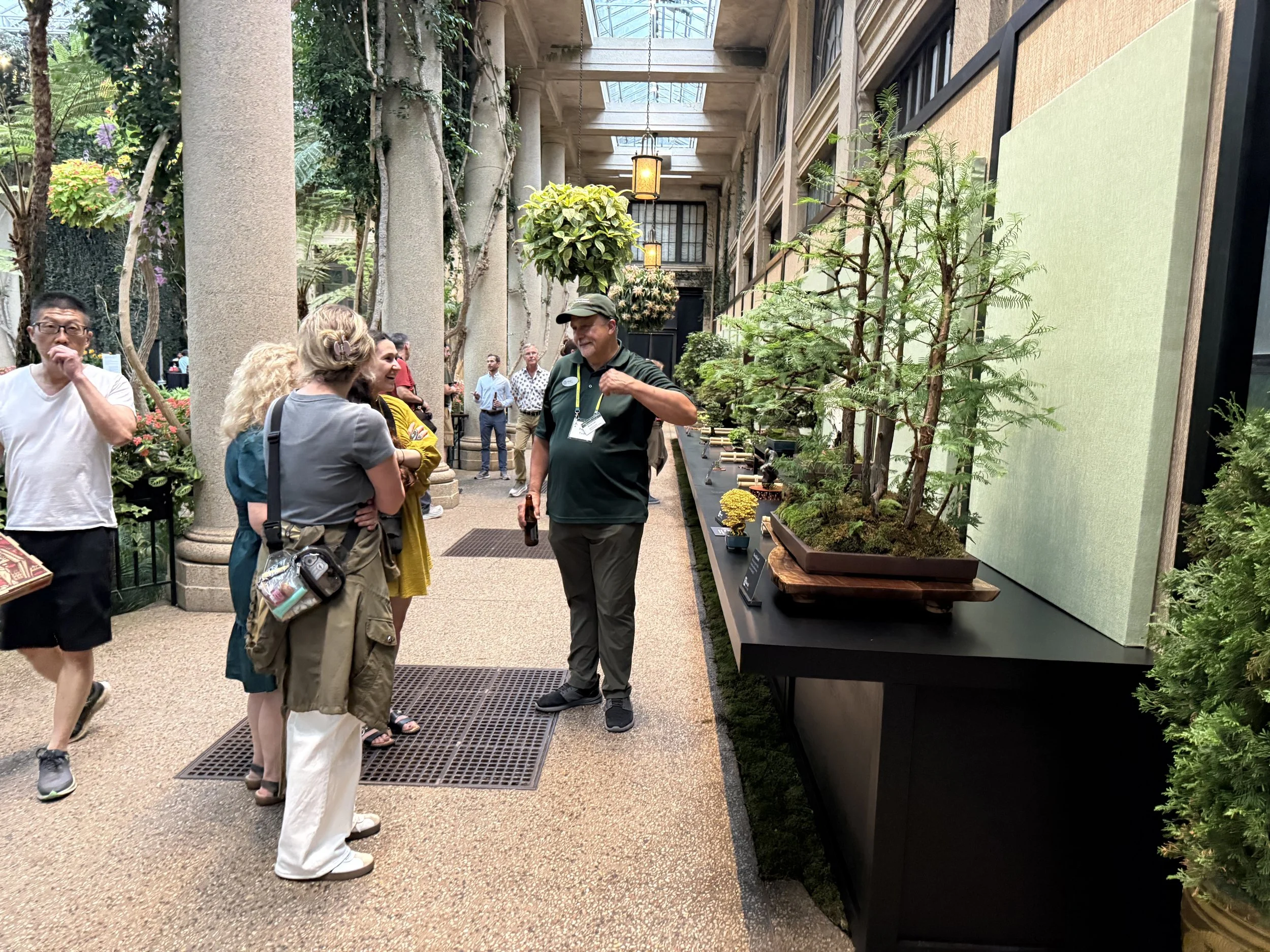 Dawn Redwood Forest Bonsai - Won Best in Show 2026 Longwood Gardens Bonsai Festival
