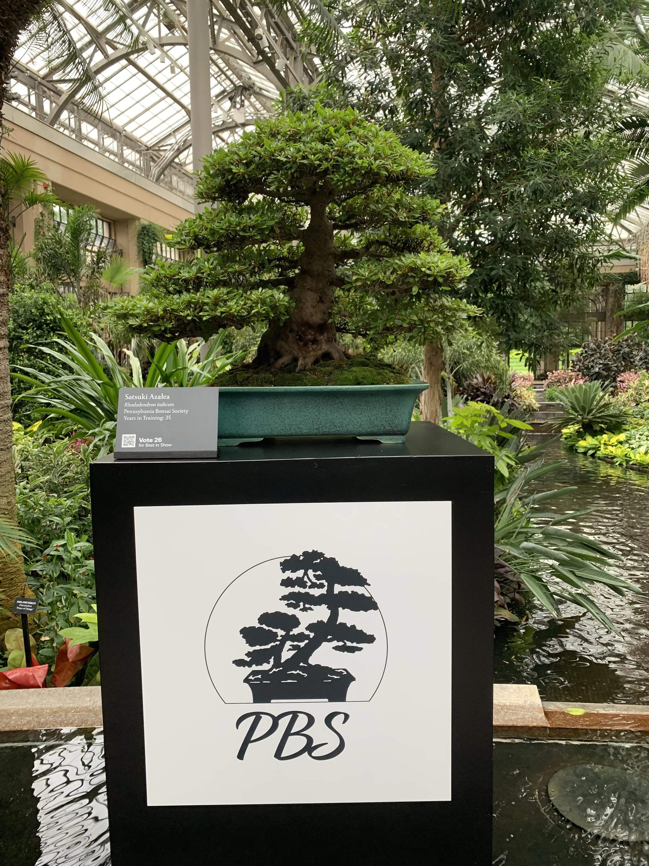 2026 Longwood Gardens Bonsai Festival - My Bonsai on display - Satsuki Azalea
