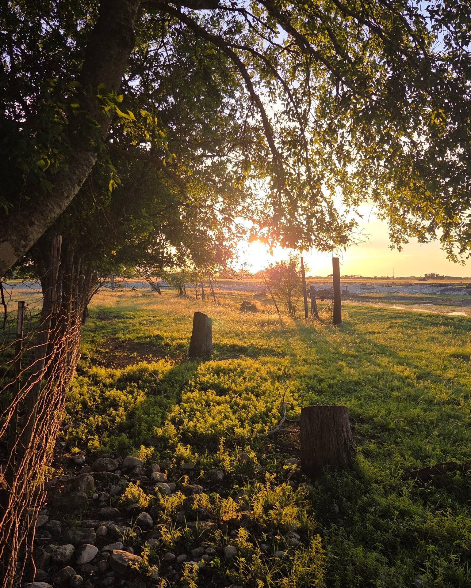 Golden hour @rbortexas!