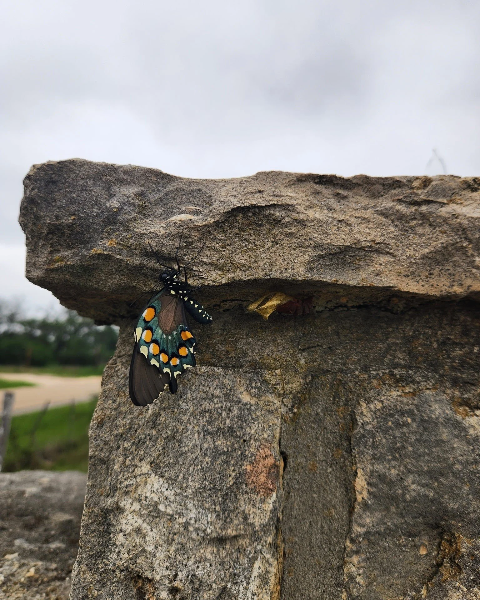 Freshly emerged and ready to fly. A recently hatched cocoon and beautiful Pipevine Swallowtail butterfly spotted right here on the property-a reminder that at Red Barn Oak Retreat, nature is all around you. Slow down, look closer, and enjoy the littl