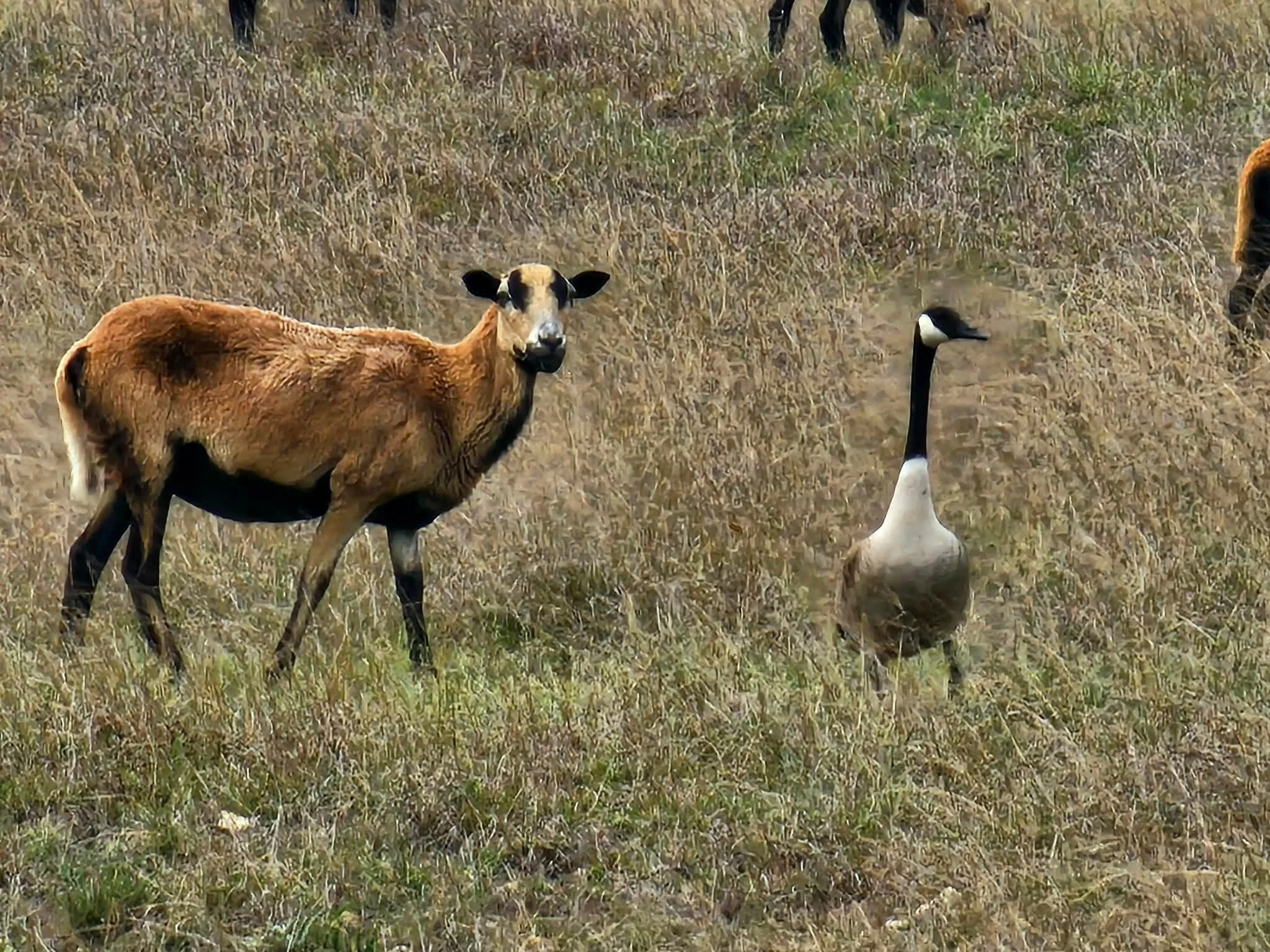 Sometimes I wonder if this is a scene from "Animal Farm". All we need is a pig. #rbortx  #country life
