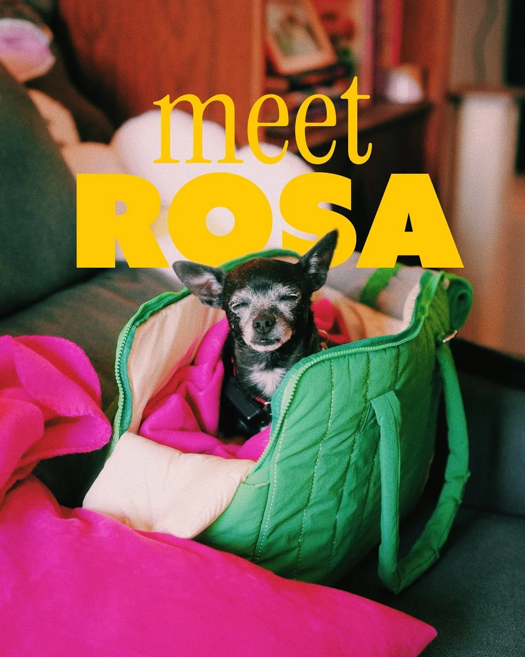 Meet Miss Rosa 🌹 The sweetest senior baby. 
Rosa came home with us on July 30th. Since then we’ve learned that she loves attention, napping on the couch, sunbathing in the backyard, meeting new people, cheese, showing off her nips and my puff