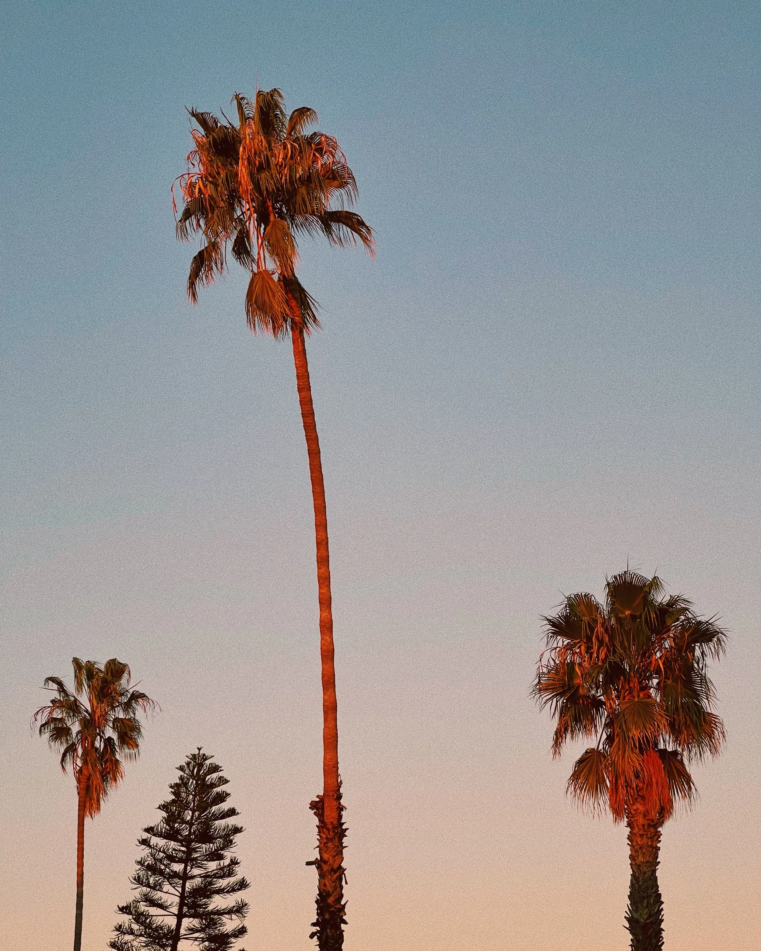 San Diego Palms