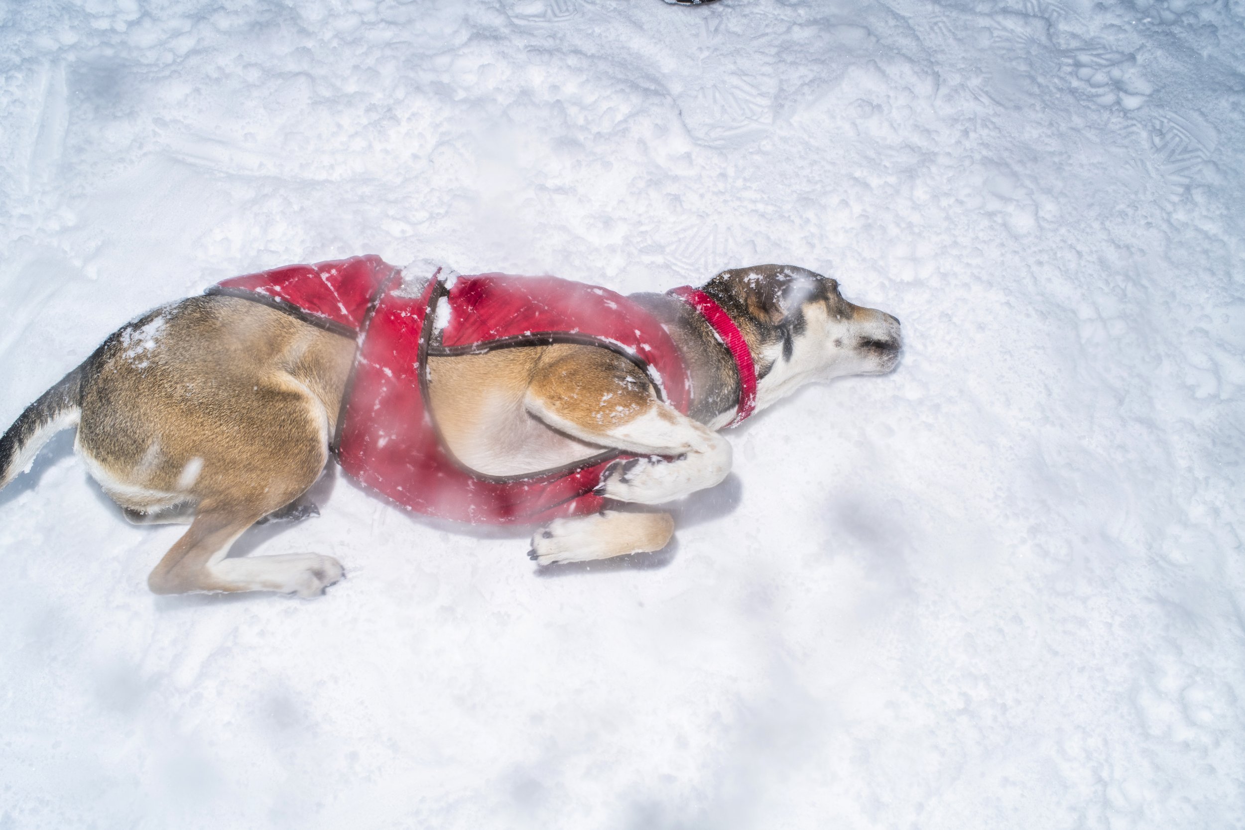 Dog in Red Coat Playing in Snow