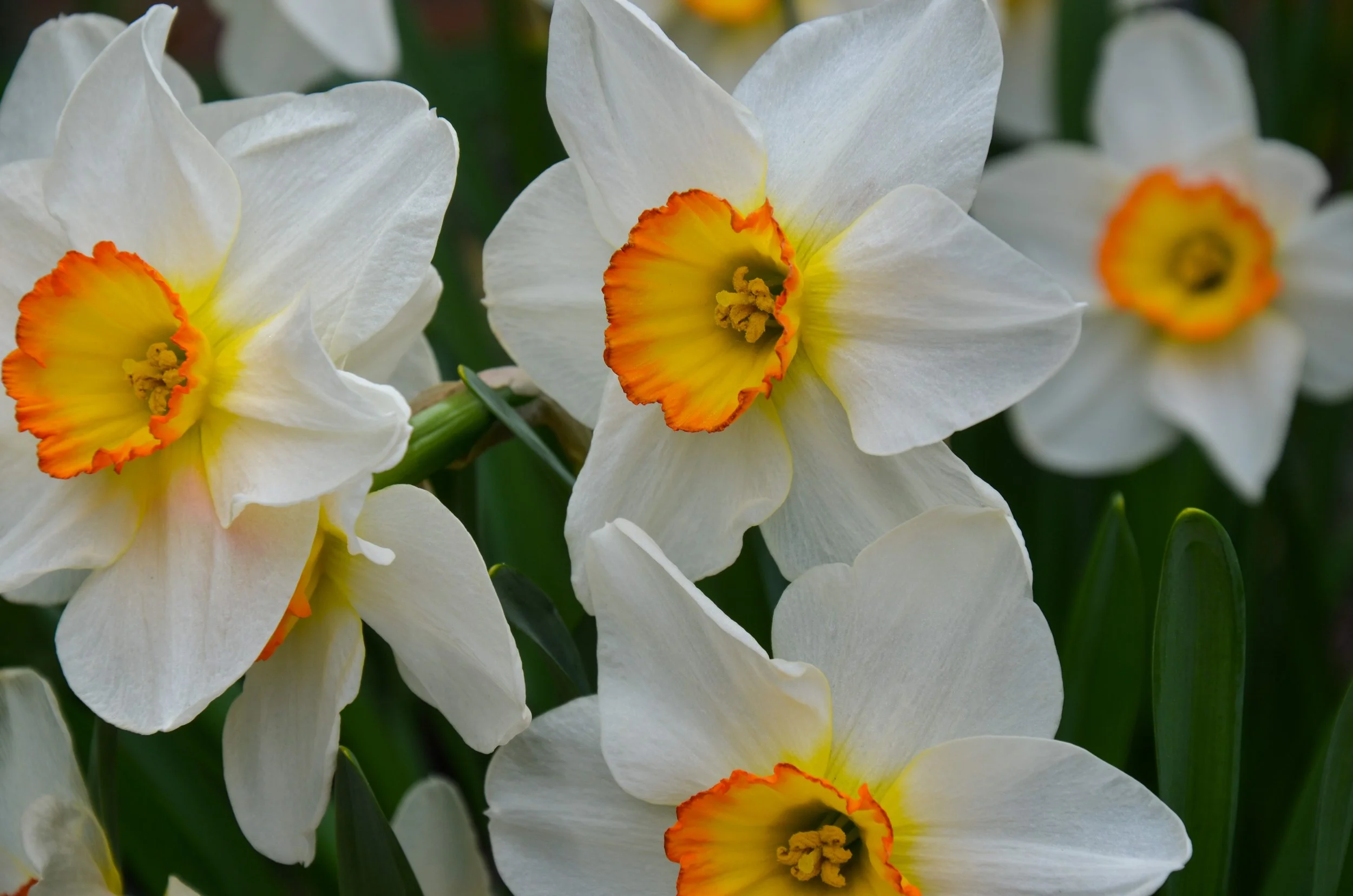 DSC_7784_Original.JPG