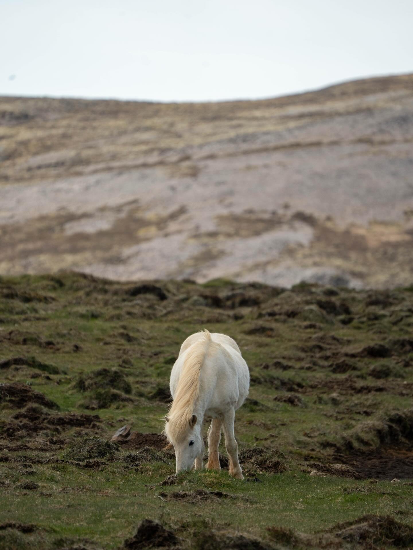Horses of Iceland. Part 2
Wind in their manes, freedom in their eyes.

I spent more time with these incredible horses &mdash; so calm, so full of quiet strength.
In the wild Icelandic landscape, they seem almost timeless. A moment I won&rsquo;t forge