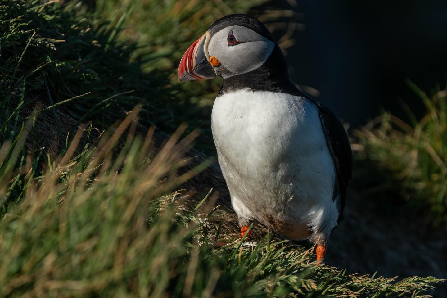 Magical moments with puffins in Iceland 🇮🇸🧡
These little seabirds are full of personality &mdash; clumsy on land, and incredibly photogenic!
&mdash; an unforgettable wildlife experience.

📍 Iceland
📸 Sony A7C II + Tamron 50-400mm
🕊 Atlantic Puf