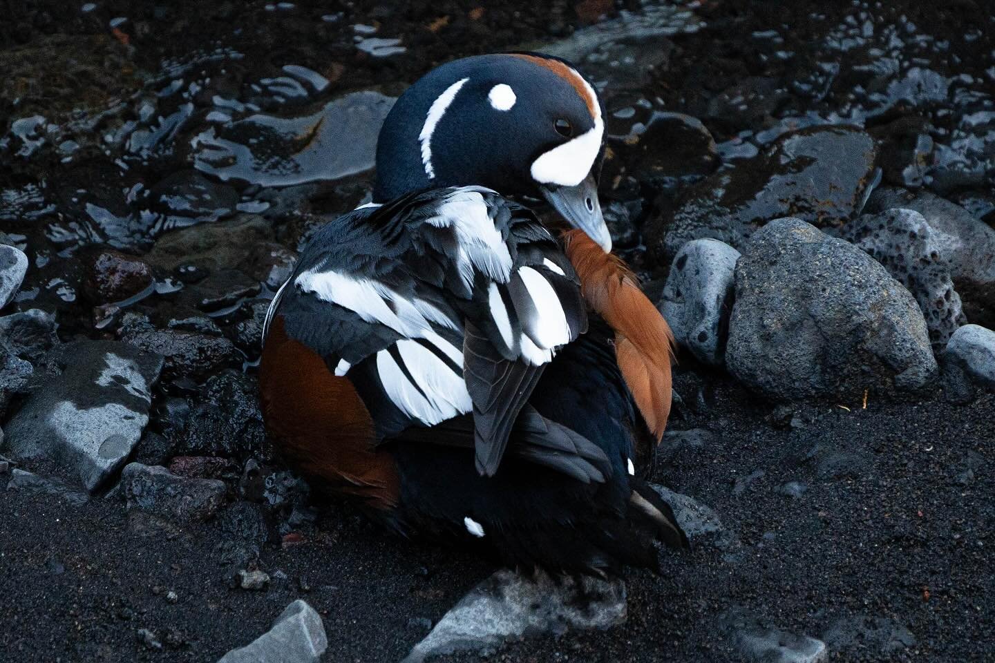 One of the most striking ducks I&rsquo;ve ever seen &ndash; the Harlequin Duck 🦆💙
These beautiful birds breed in fast-flowing rivers and coastal areas of Iceland, North America, and eastern Russia.
Iceland is one of the few places in Europe where y