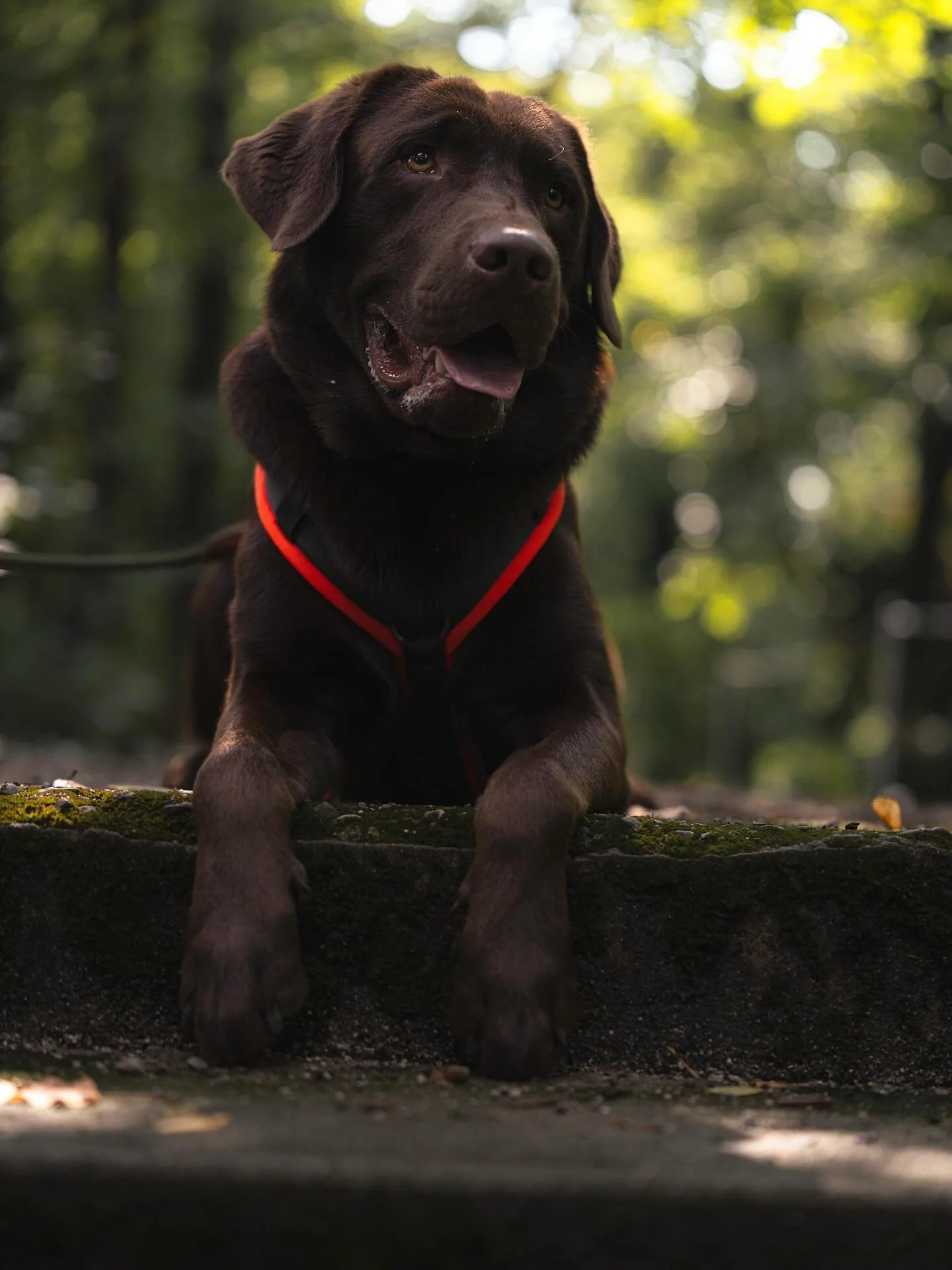 The Labrador &ndash; Fall Edition 🍂🐾

I haven&rsquo;t really posted in a while, with lots of downs and a few ups over the past year. All I can do is hope that things will soon start looking up again.
But still, I couldn&rsquo;t resist photographing