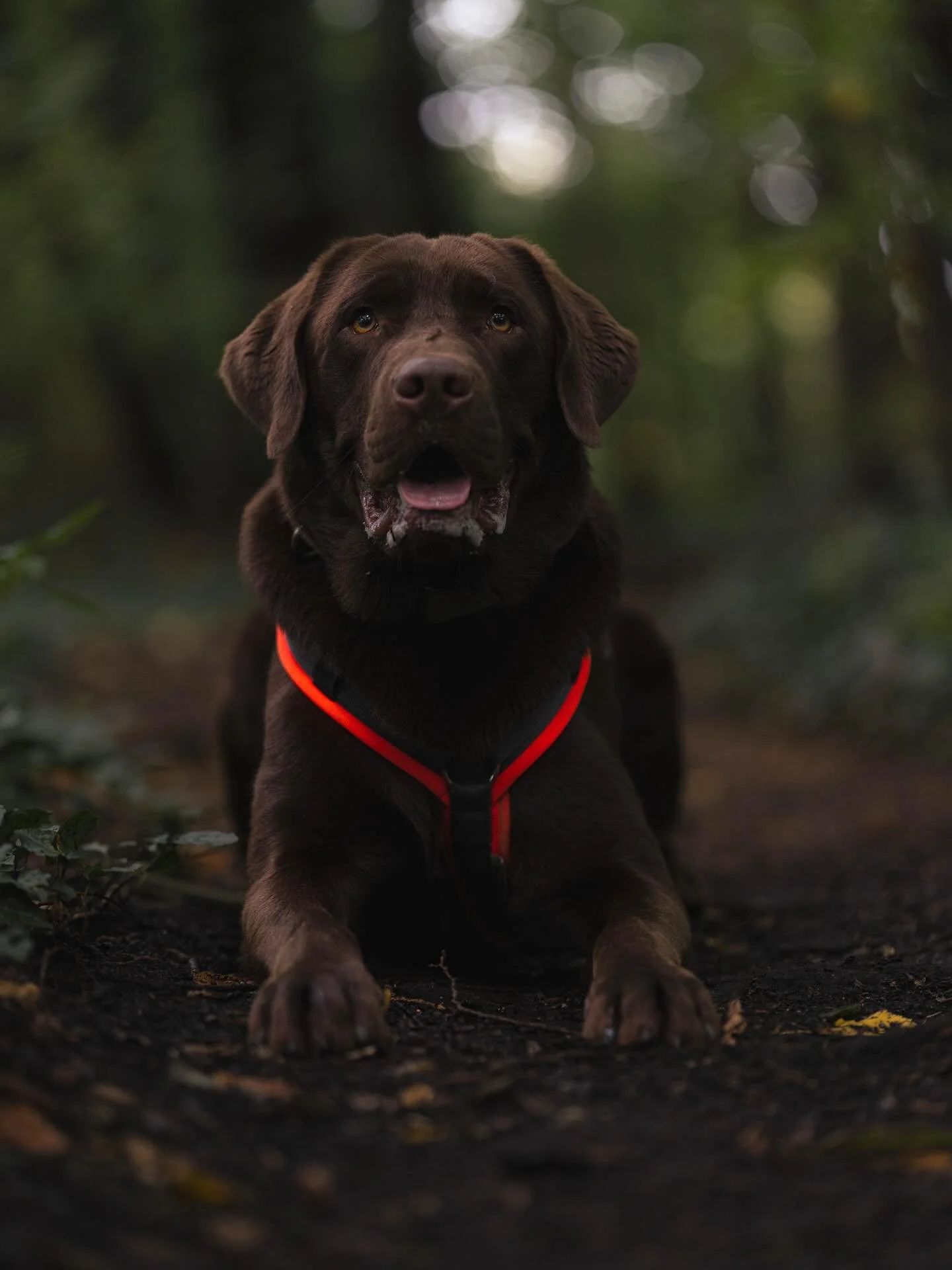 Loving the mood of this picture a lot! 

#Labrador #ChocolateLabrador #DogPhotography #Dogstagram #AutumnVibes #FallColors #AutumnMagic #BrownAndGreen #CozySeason #SonyA7C2 #Sony50150 #SonyAlpha #SonyImages #SonyPhotography #DogPortrait #PortraitPhot