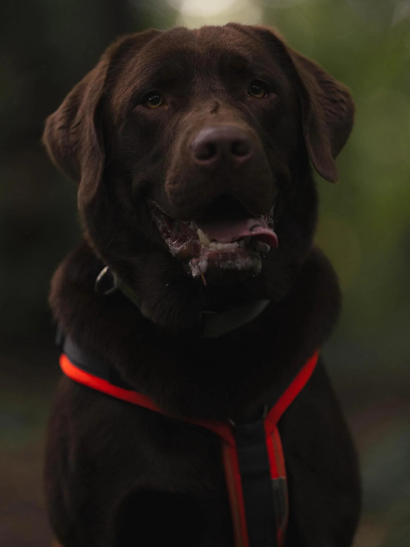 Deep brown eyes, soft autumn light, and the purest soul 🍂🤎

#Labrador #ChocolateLabrador #DogPhotography #Dogstagram #AutumnVibes #FallColors #AutumnMagic #BrownAndGreen #CozySeason #SonyA7C2 #Sony50150 #SonyAlpha #SonyImages #SonyPhotography #DogP