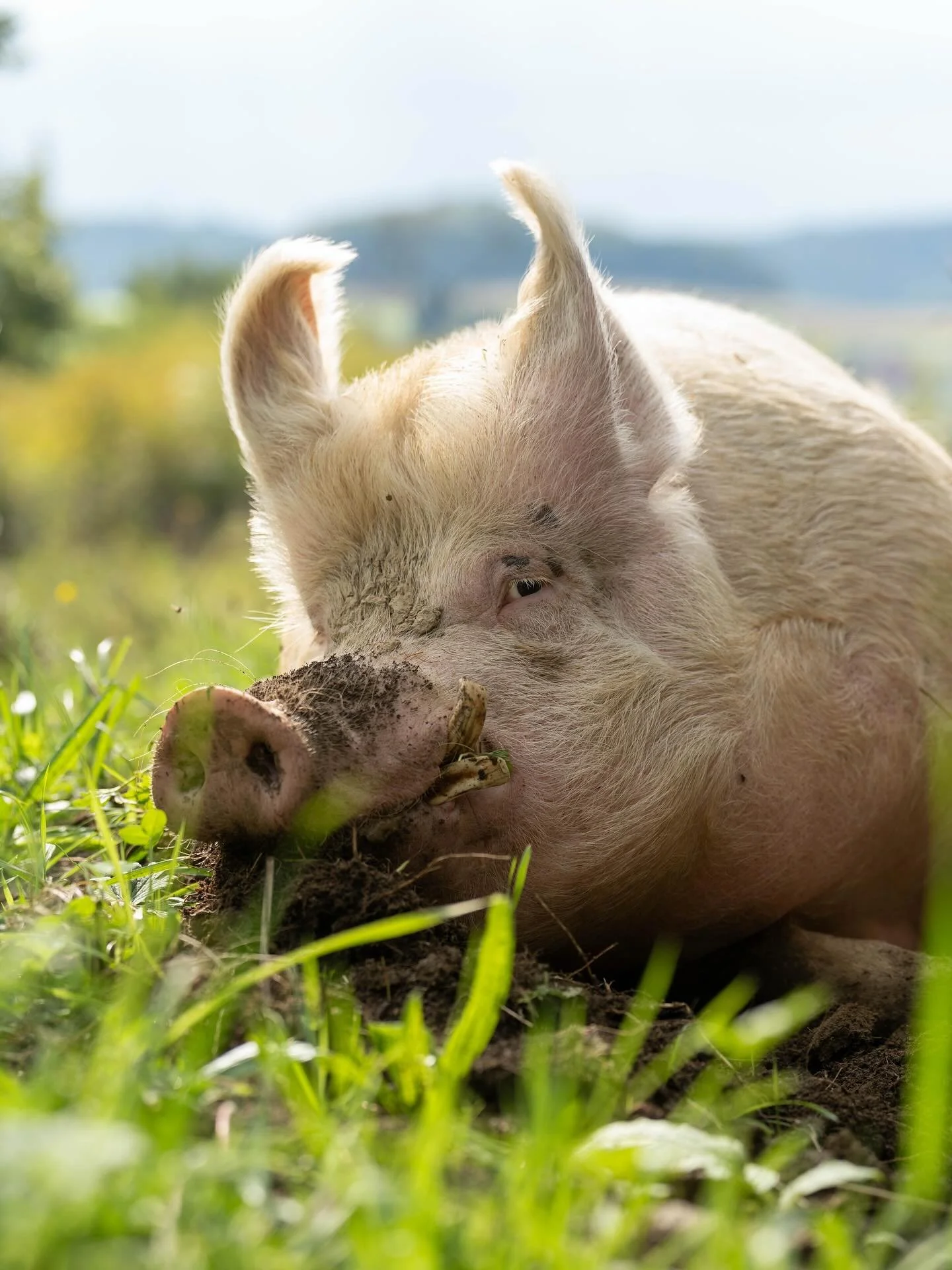 Ich durfte k&uuml;rzlich Claudia und ihren wunderbaren Verein Ferkelfroh besuchen &ndash; ein liebevoll gef&uuml;hrter Gnadenhof f&uuml;r Schweine. 🐷💚
Diese Tiere sind so intelligent, neugierig und herzlich, dass man sie einfach ins Herz schlie&szl