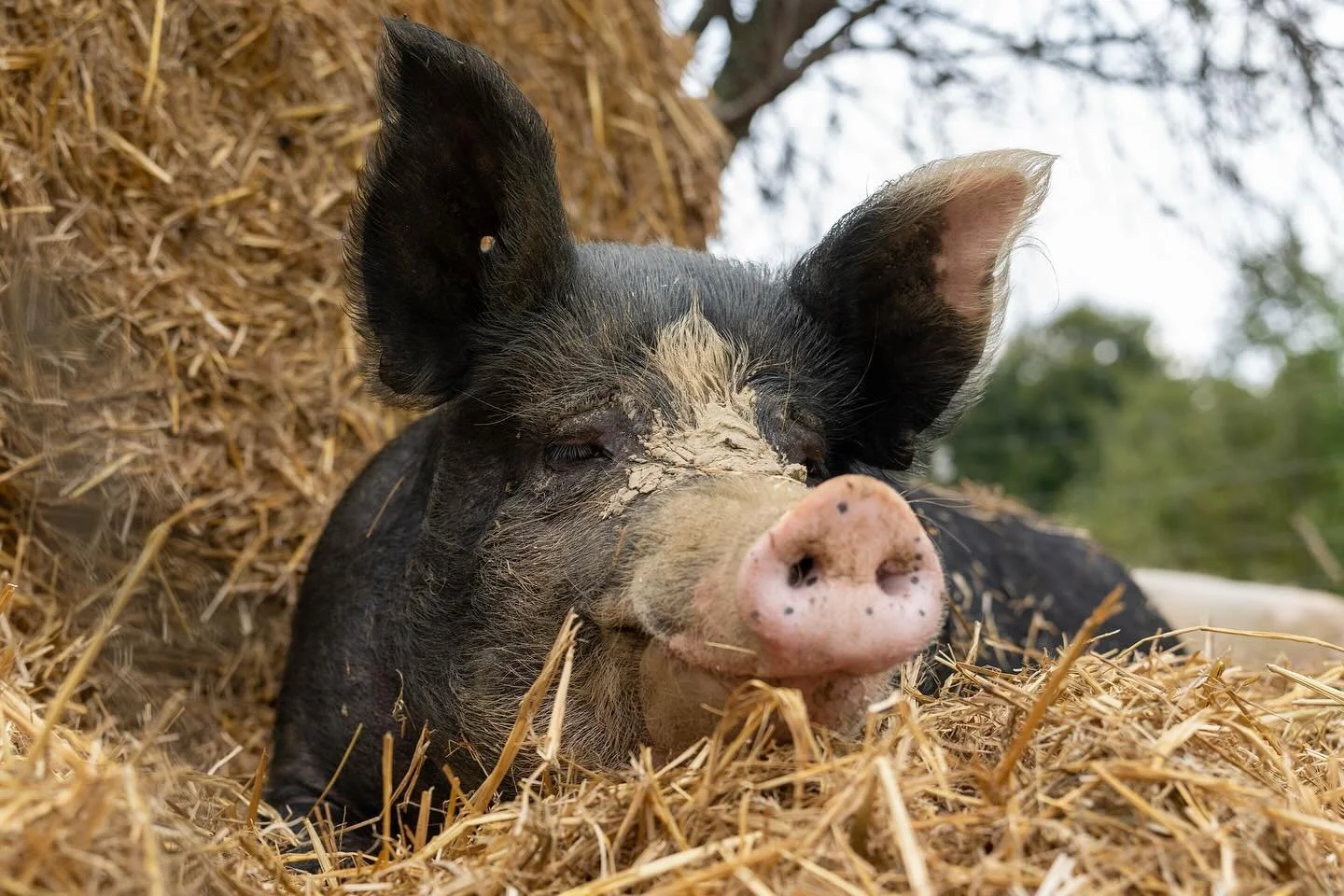 Man sieht Georgia richtig an, dass es ihr beim Verein Ferkelfroh unglaublich gut geht und sie sich dort rundum wohl f&uuml;hlt. 🐷💚
Schaut gerne mal auf ihrer Seite vorbei und lasst ein bisschen Liebe da! 💌 @verein_ferkelfroh 

📸 Sony A7C II | Tam