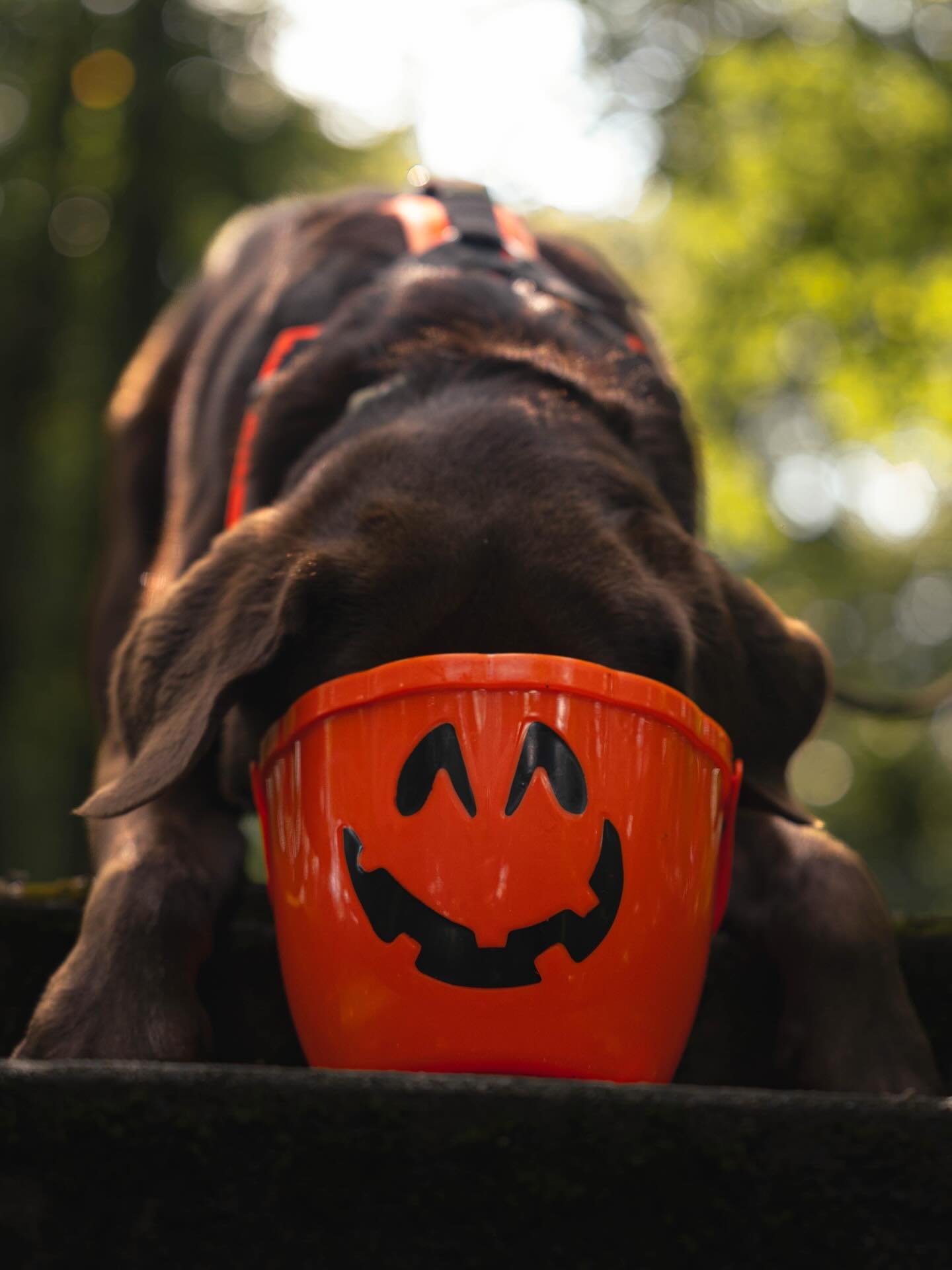 Wenn man denkt, da sind Leckerlis drin &hellip; 🎃
&mdash;
When you&rsquo;re sure there must be treats inside&hellip; 🎃

#dogsofinstagram #halloween2025 #hundeliebe #dogphotography #hundefotografie #halloweenfun #chocolatelab #labradorlove #autumnvi