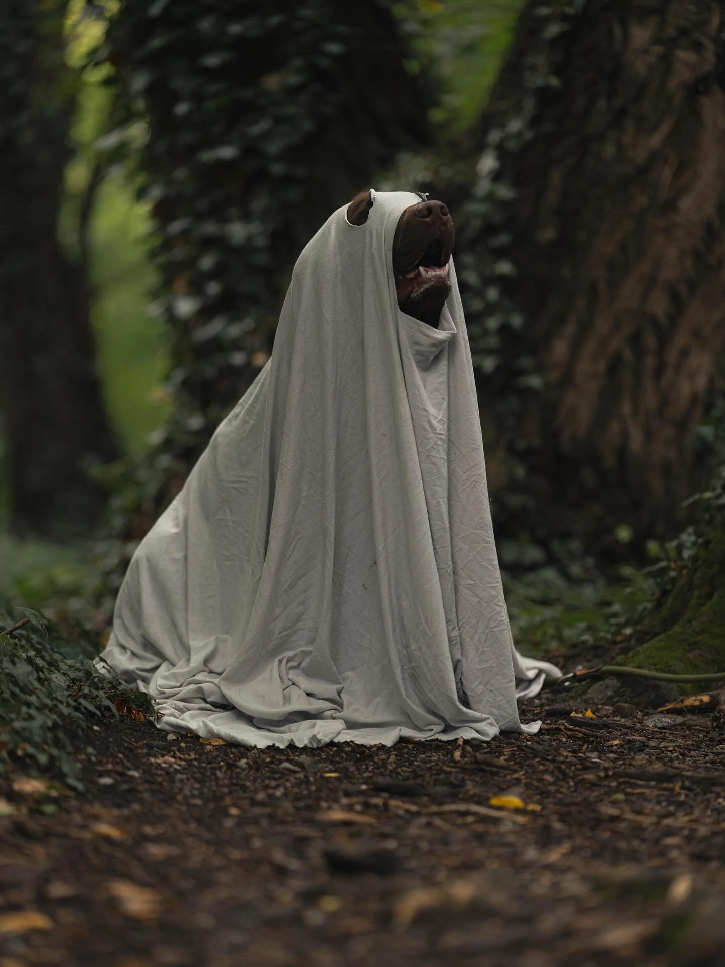 Kleine Geister Session 👻🕸️
&mdash;
Little ghost session 👻🕸️

#dogsofinstagram #halloween2025 #hundeliebe #dogphotography #hundefotografie #spookydog #halloweendog #labradorlove #hundeleben #petphotography #spookyseason #cutedogpics #ghostdog #fal