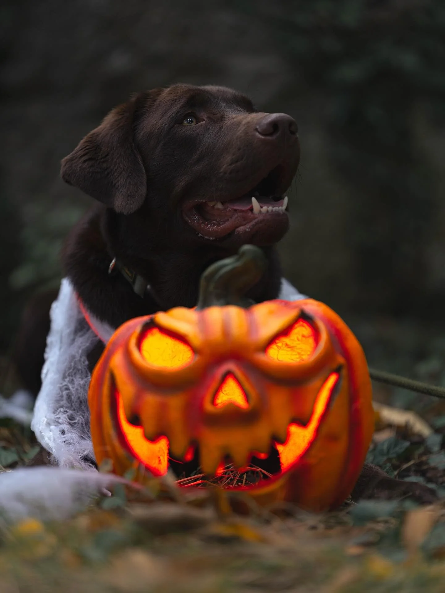 Happy Halloween 🎃

#halloween #dogsofinstagram #halloween2025 #hundeliebe #dogphotography #hundefotografie #spookydog #halloweendog #labradorlove #hundeleben #petphotography #spookyseason #cutedogpics #ghostdog #fallvibes #pumpkin