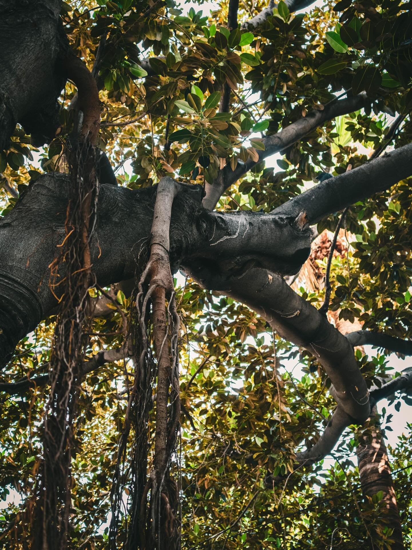 Ich liebe dieses Foto von meinem letzten Urlaub.
Dieser Baum zeigt , wie stark Wurzeln und Bl&auml;tter zusammengeh&ouml;ren. 🌿

📍 Kanarische Inseln
📷 Sony a7C II | Tamron 50&ndash;400

⸻

I love this photo from my last vacation.
This tree shows h