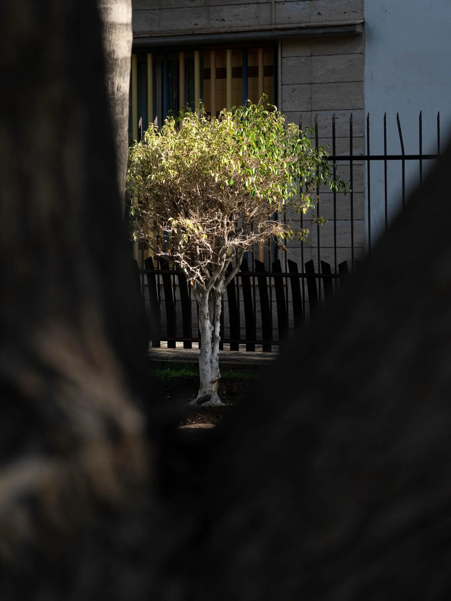 📍Kanaren / Canary Island 
📸 Sonya7c2, Tamron 50-400