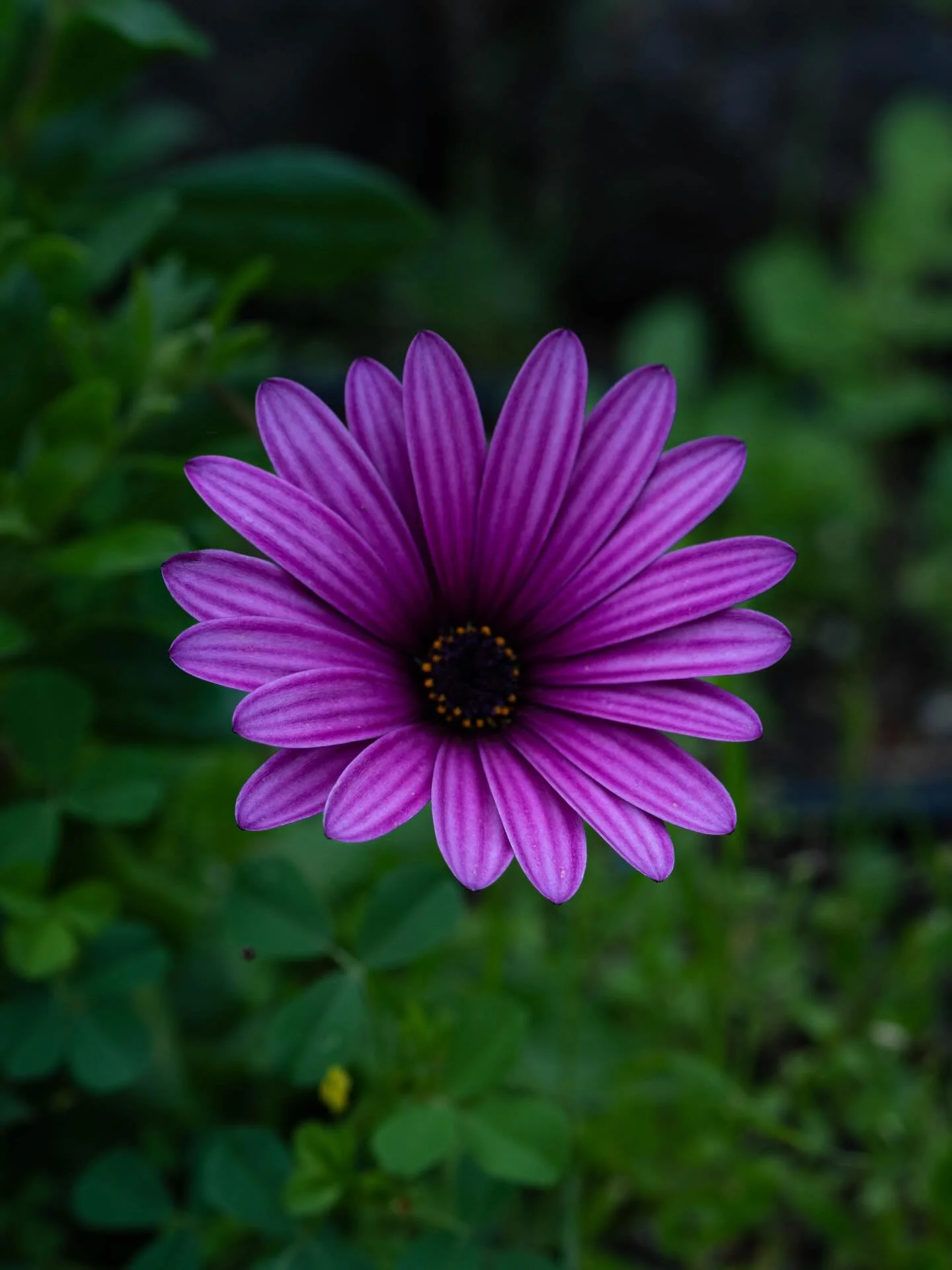 Flowers 🌼
📍 Kanaren / Canary Island 
📸 Sonya7c2, Tamron 50-400