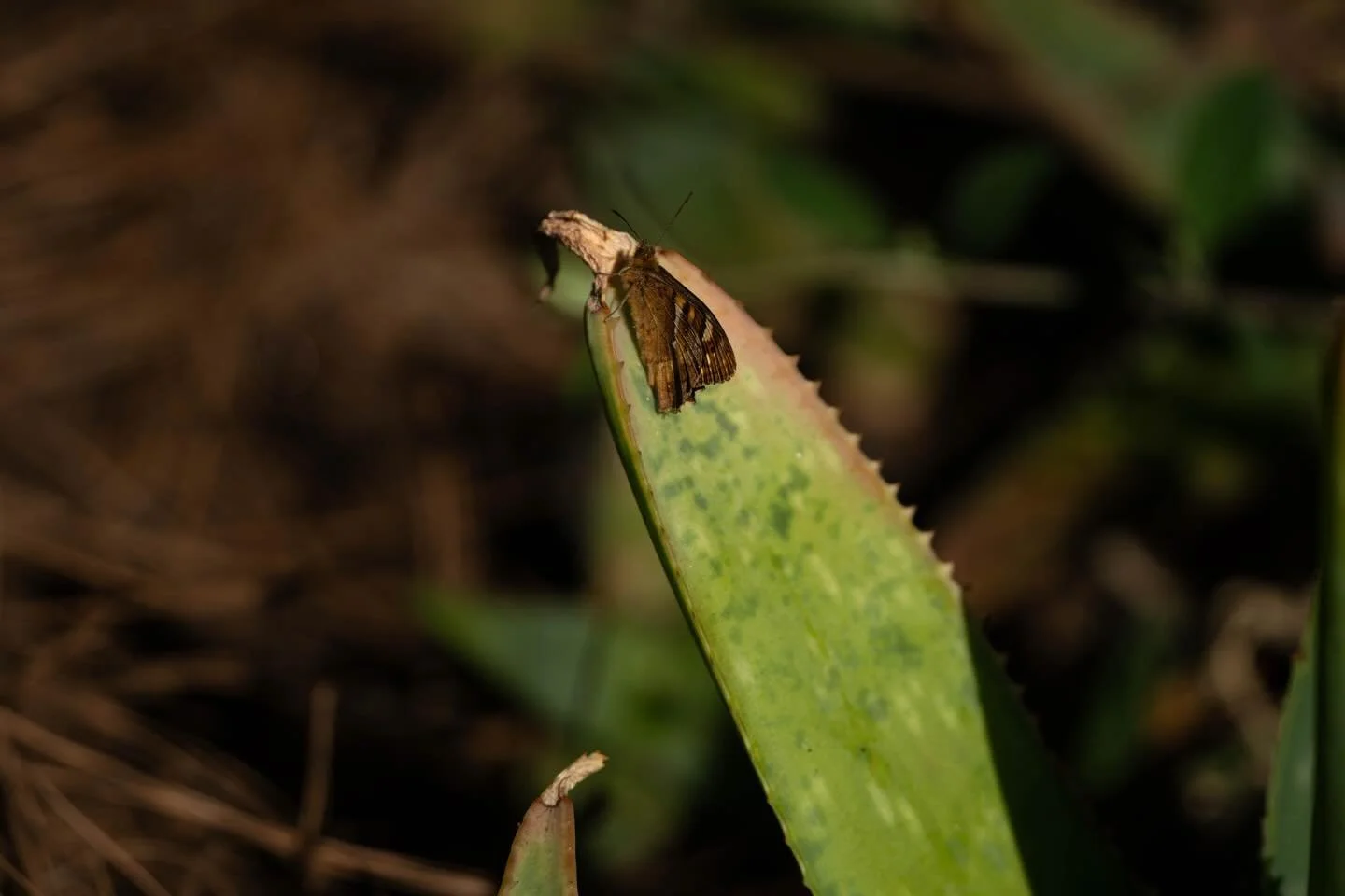 📍 Kanaren / Canary Islands
📸 Sonya7c2, Tamron 50-400
