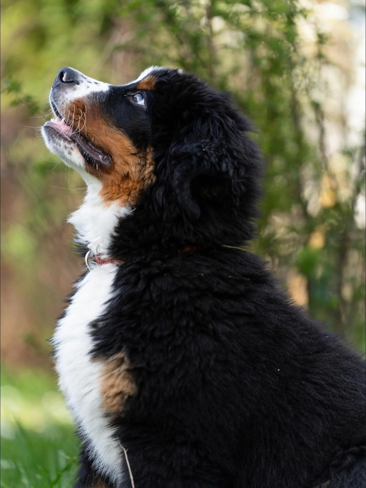 Soft eyes, tiny paws and already stealing hearts 🐾✨

Shot on Sony Alpha 7C II &amp; Tamron 35&ndash;150mm 📸

#puppy  #sony #dogsofinstagram
