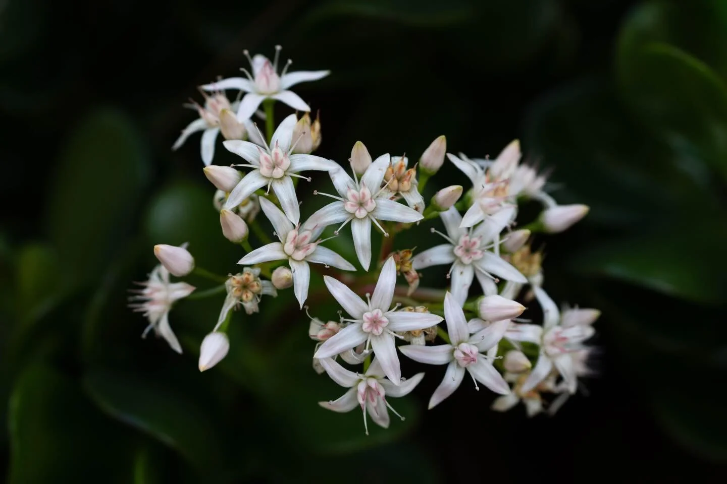 📍 Kanaren / Canary Islands
📸 Sonya7c2, Tamron 50-400