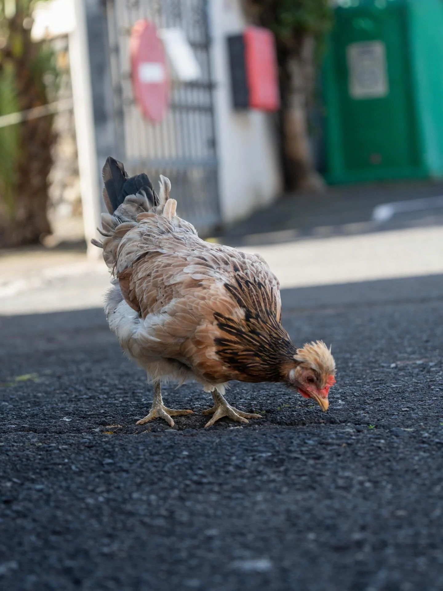 What a cutie ! 
📍 Kanaren / Canary Islands
📸 Sonya7c2, Tamron 50-400