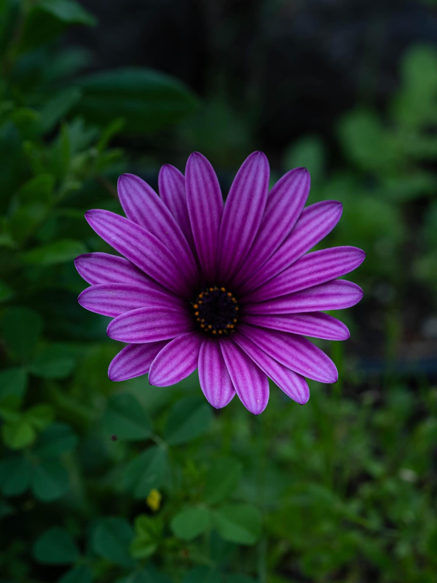 Flowers 🌼
📍 Kanaren / Canary Island 
📸 Sonya7c2, Tamron 50-400