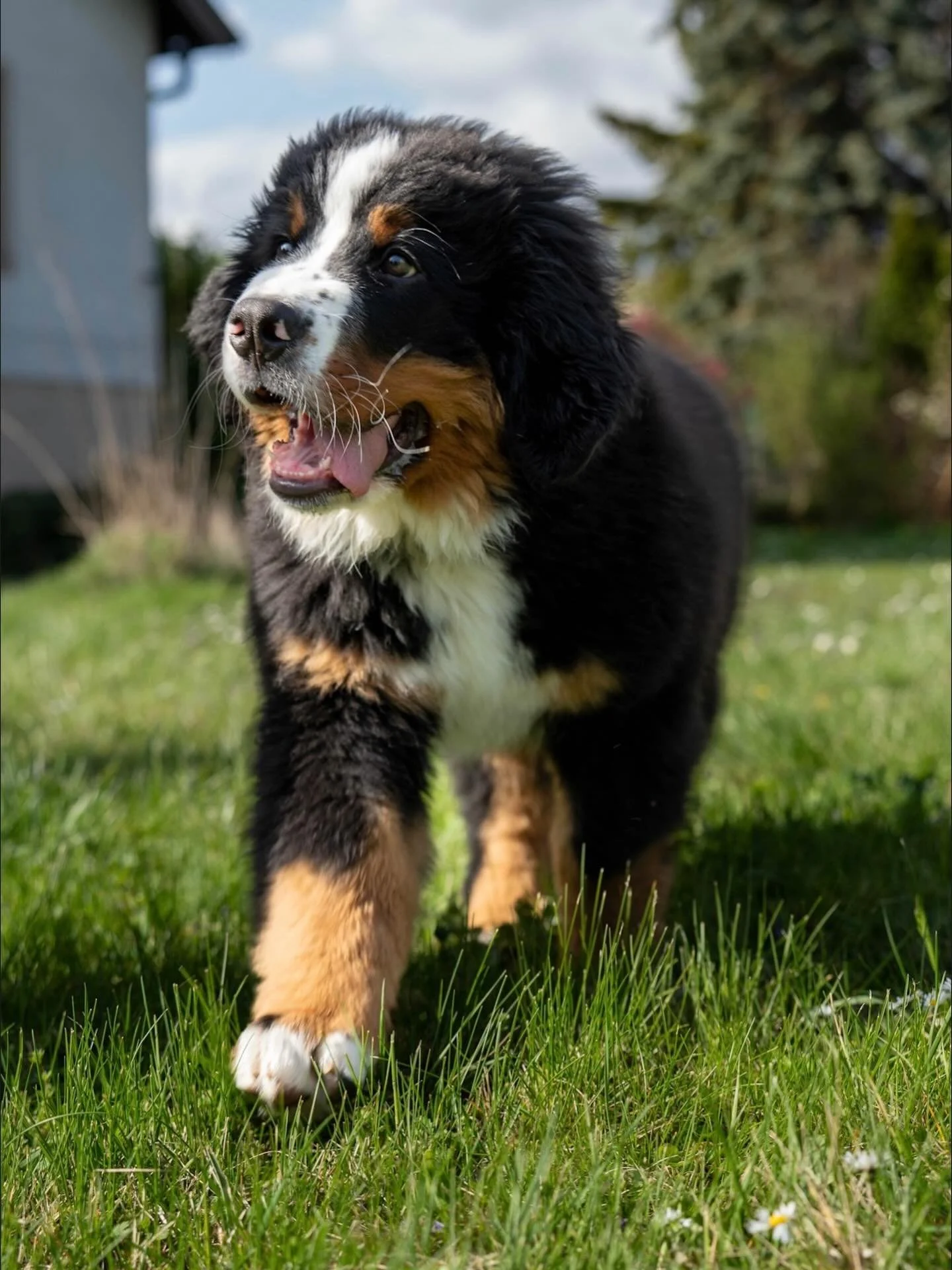 Look how fluffy! 

Shot on Sony Alpha 7C || &amp; Tamron 35-150mm

#puppy #sony #dogsofinstagram