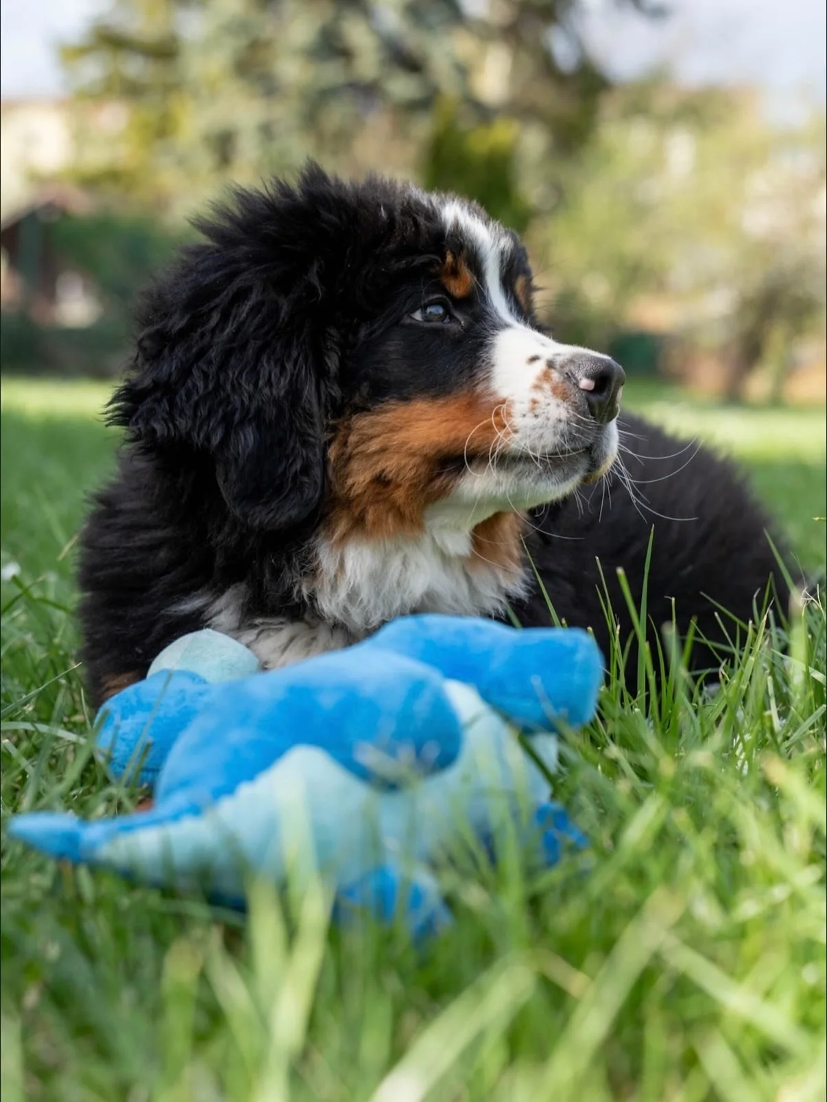 Shot on Sony Alpha 7C II &amp; Tamron 35-150mm 📸
#puppy  #dogsofinstagram  #sony