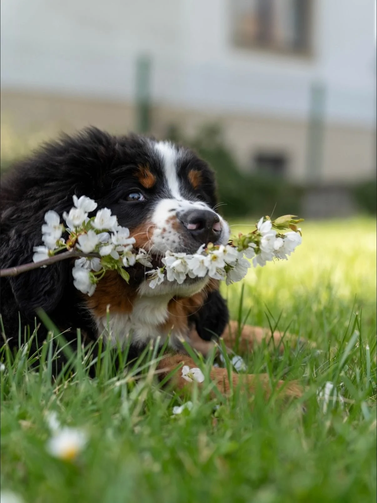 Shot on Sony Alpha 7C II &amp; Tamron 35-150mm 📸
#puppy  #dogsofinstagram  #sony
