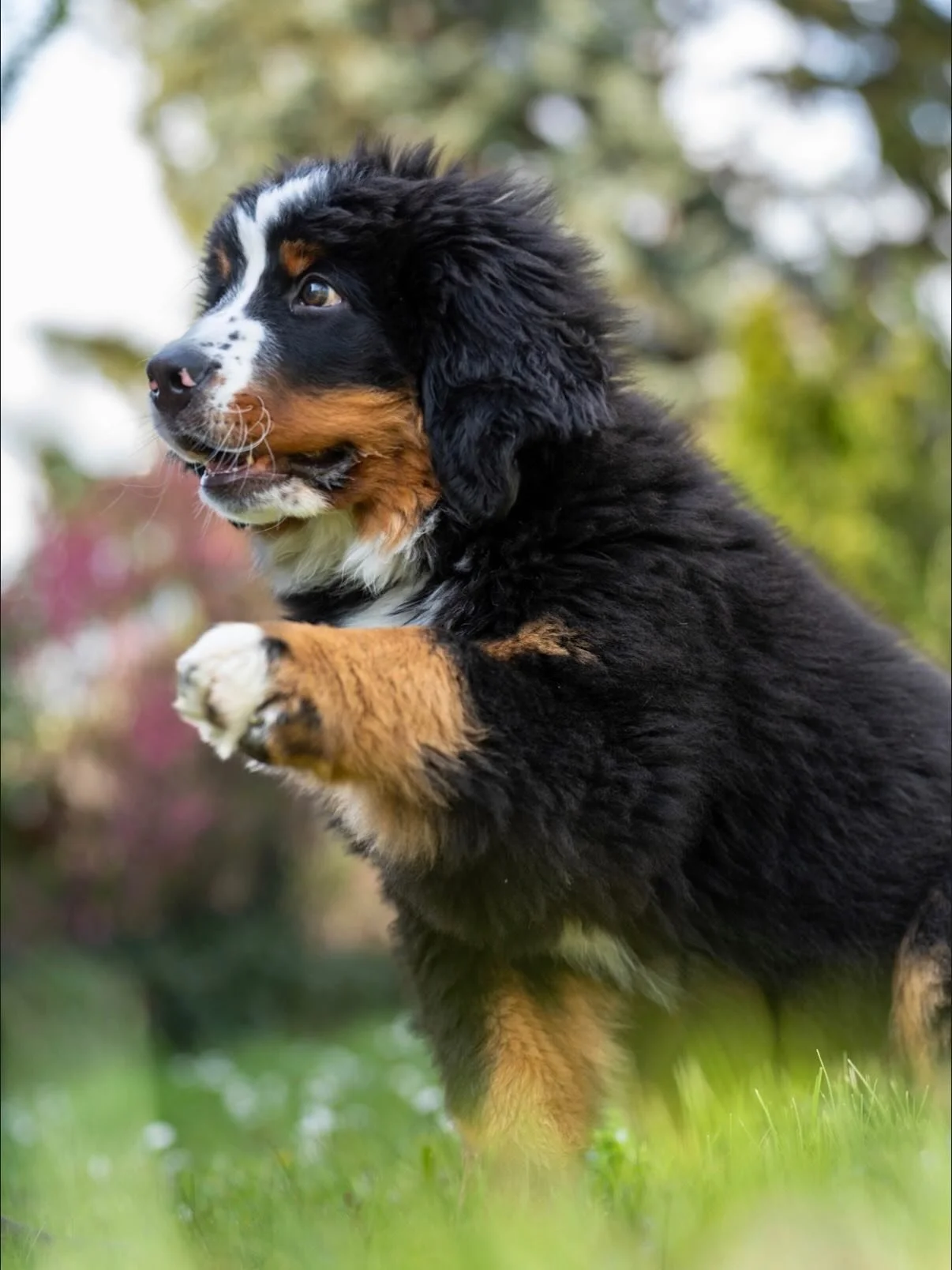 Shot on Sony Alpha 7C II &amp; Tamron 35-150mm 📸
#puppy  #dogsofinstagram  #sony