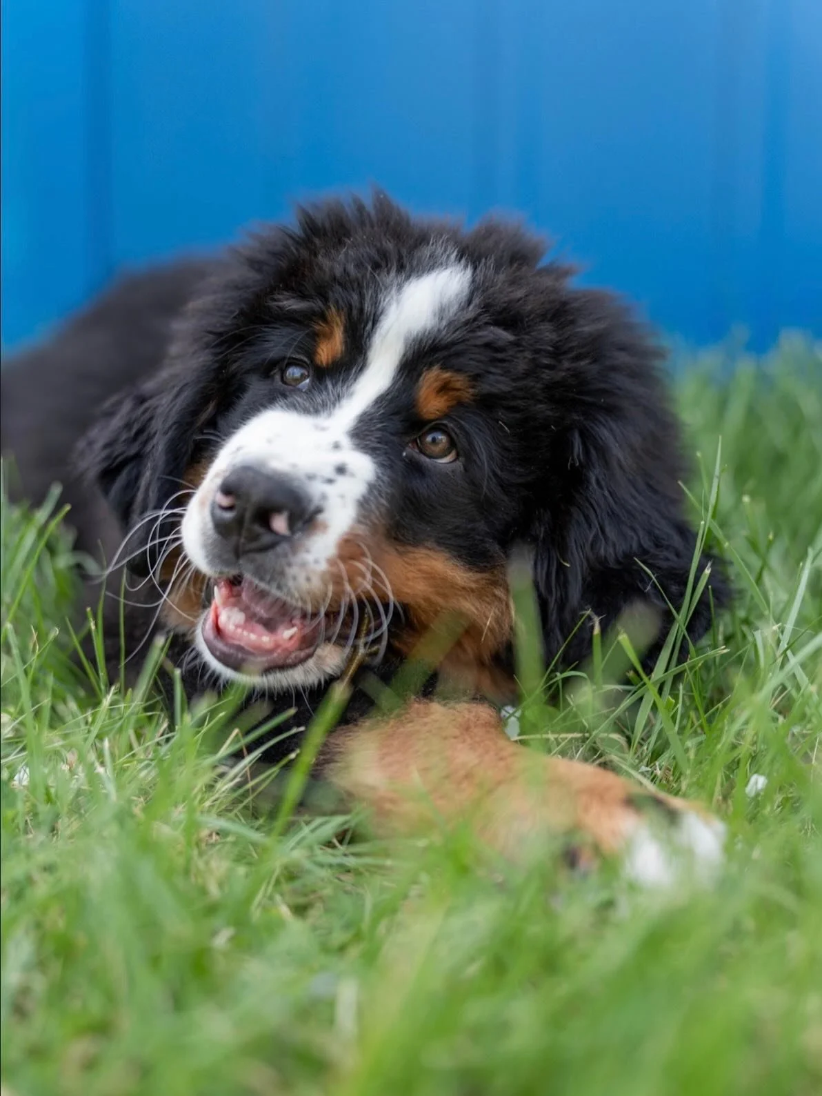 Shot on Sony Alpha 7C II &amp; Tamron 35-150mm 📸
#puppy  #dogsofinstagram  #sony