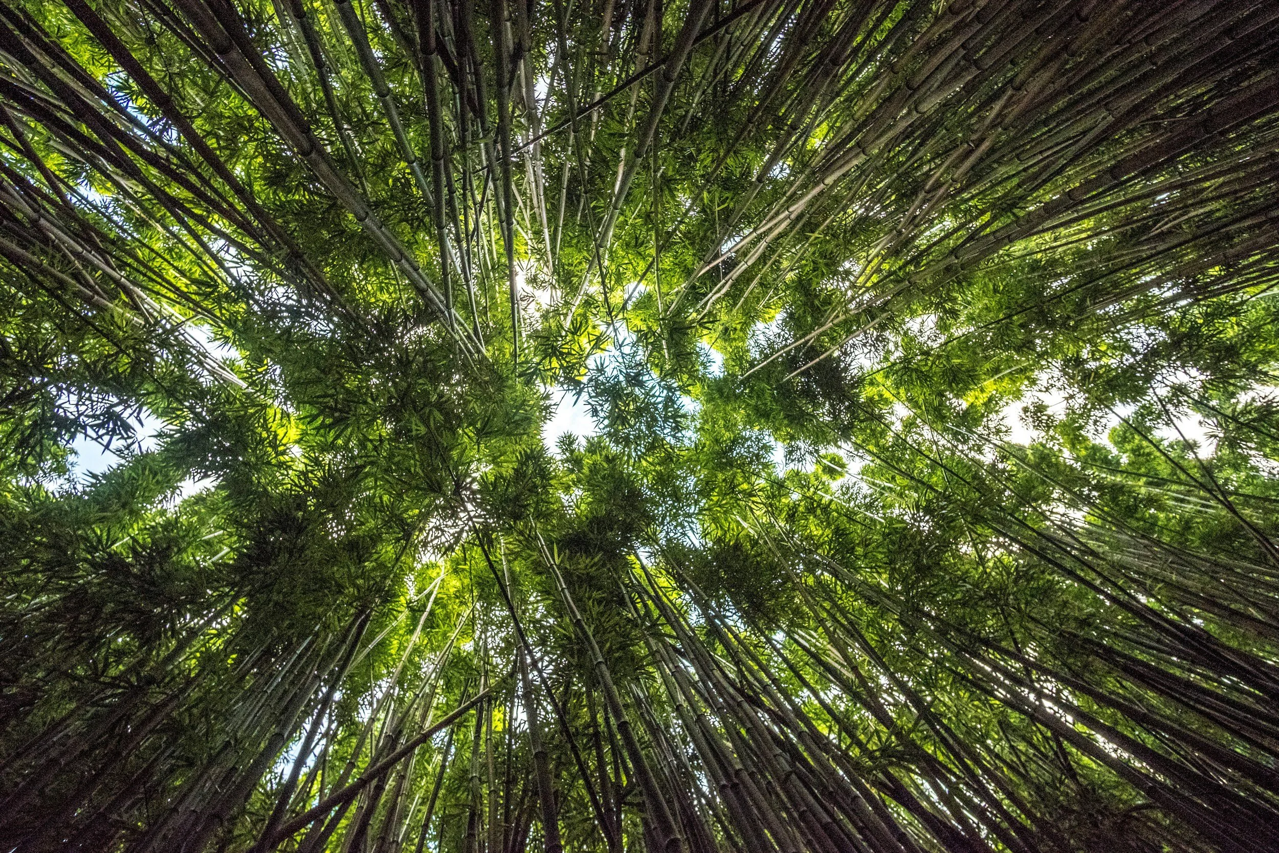 Feeding Exponential Growth
