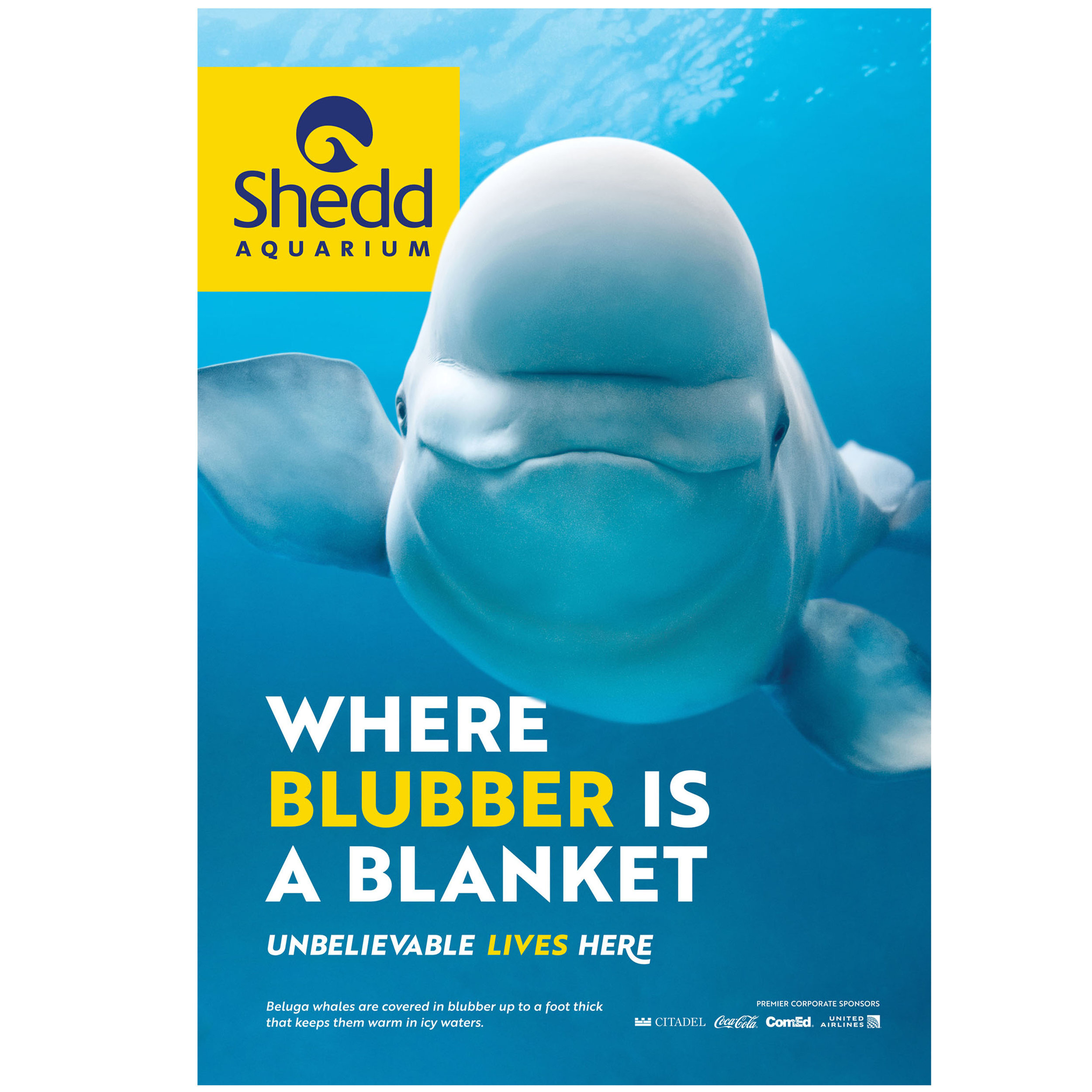 Bus_Shelter_Beluga_Alone.jpg