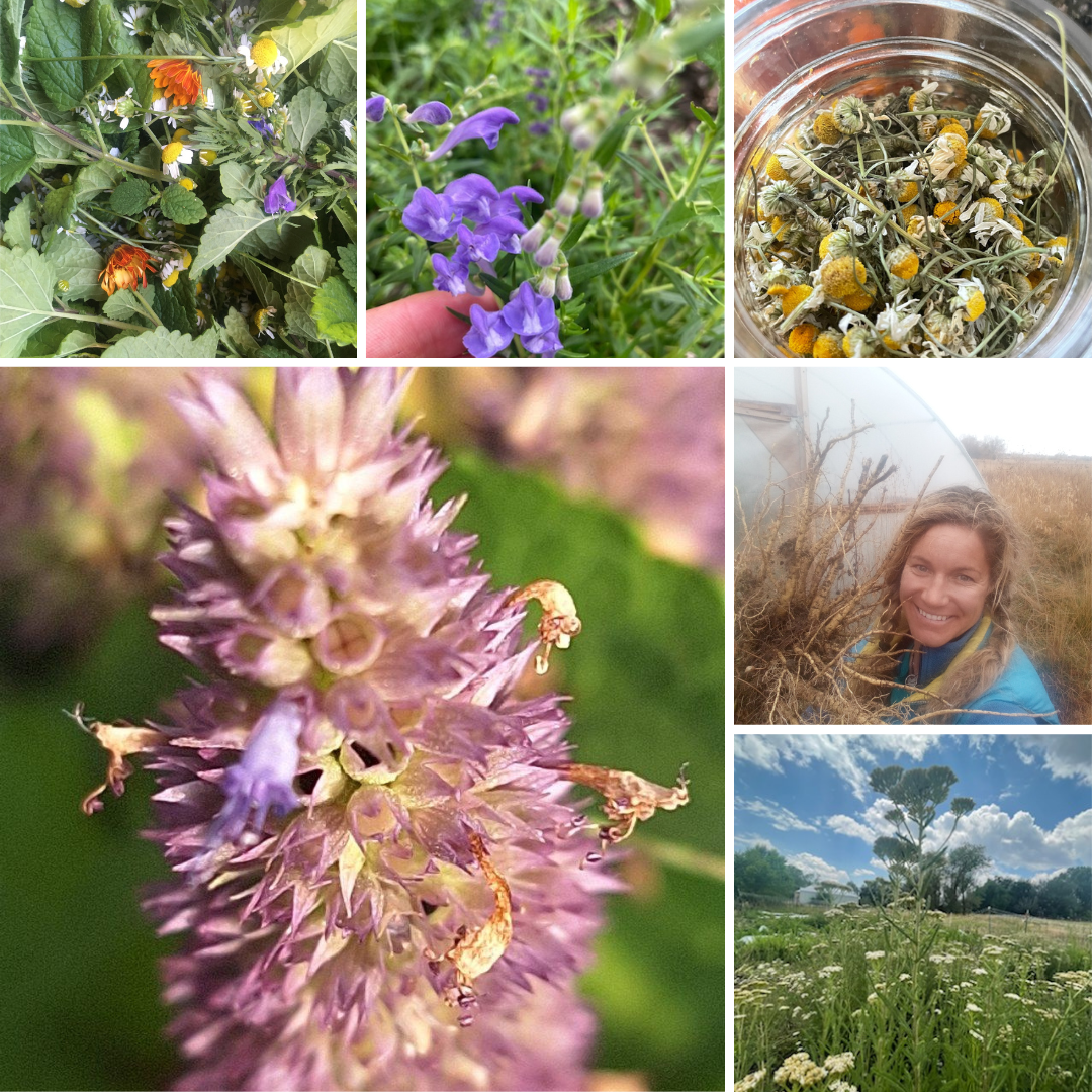 Untitled design (9).png