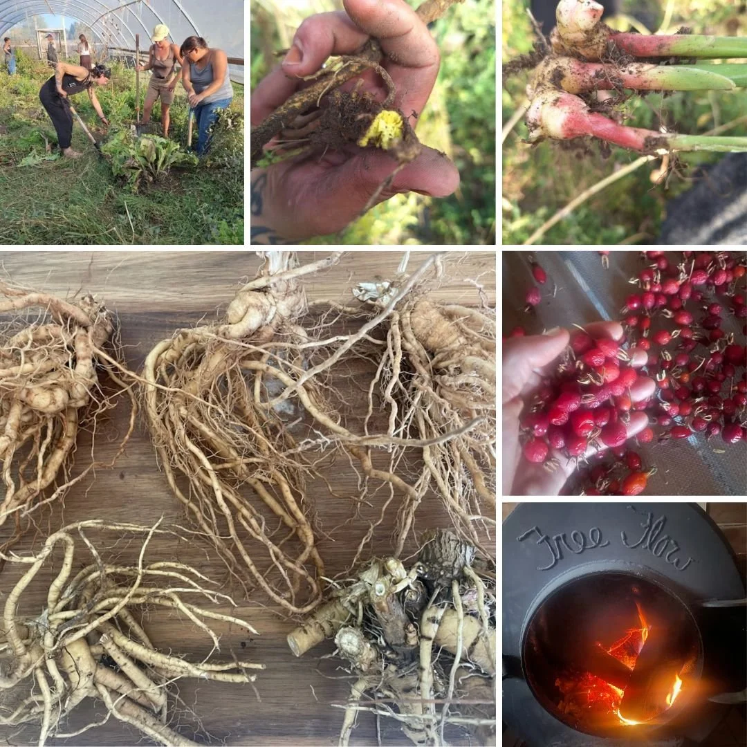 Untitled design (5).jpg